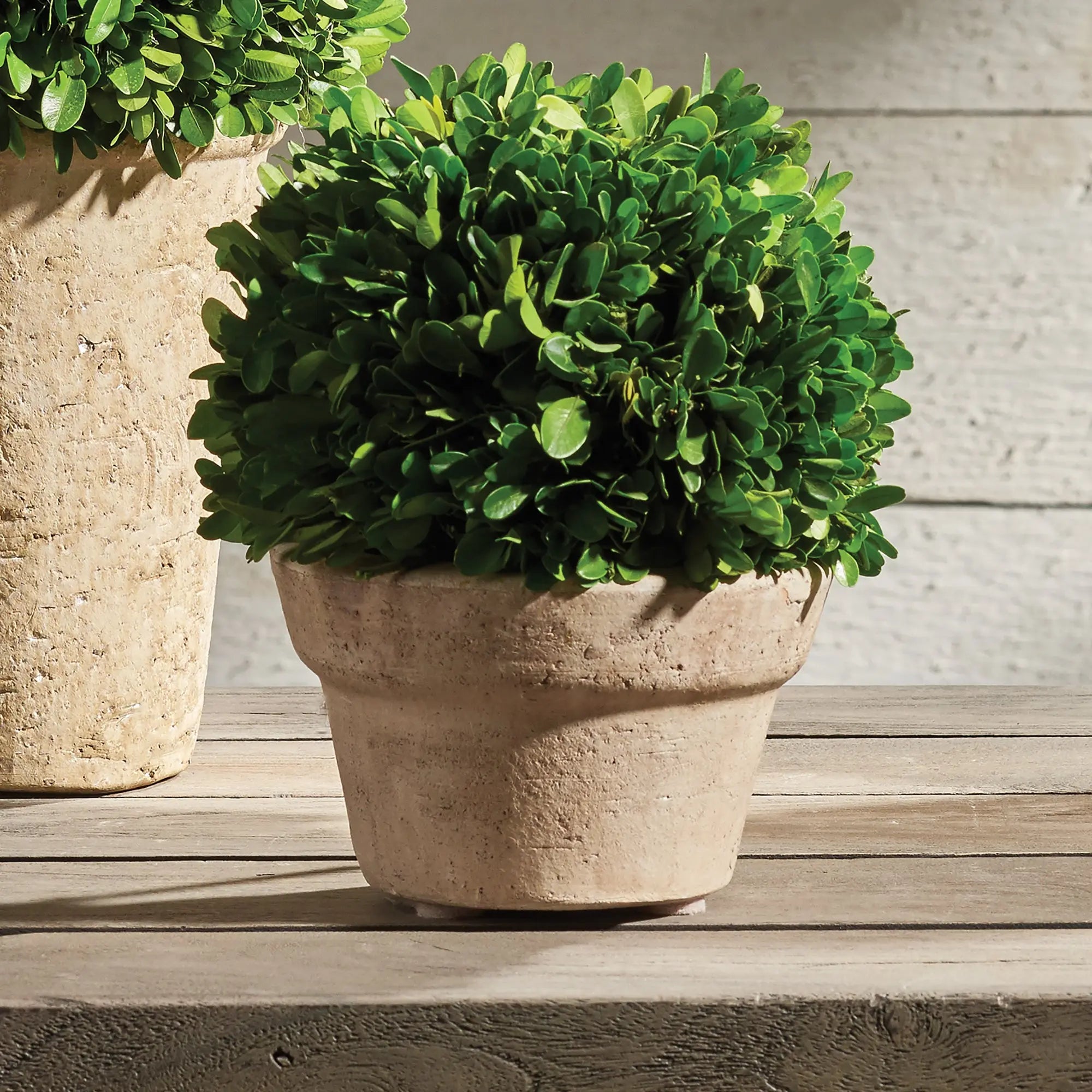 Preserved Boxwood Ball in Terracotta Pot - Medium