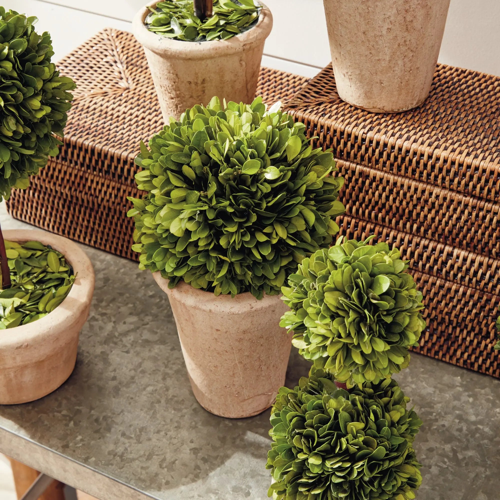 BOXWOOD TOPIARIES IN POTS, SET OF 8 Villa Decor & Design