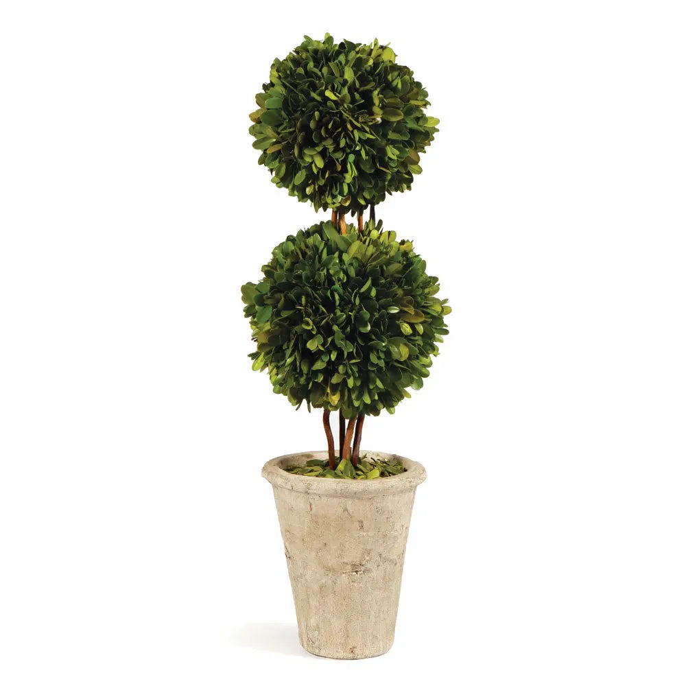 20-inch preserved boxwood double sphere topiary in terracotta pot