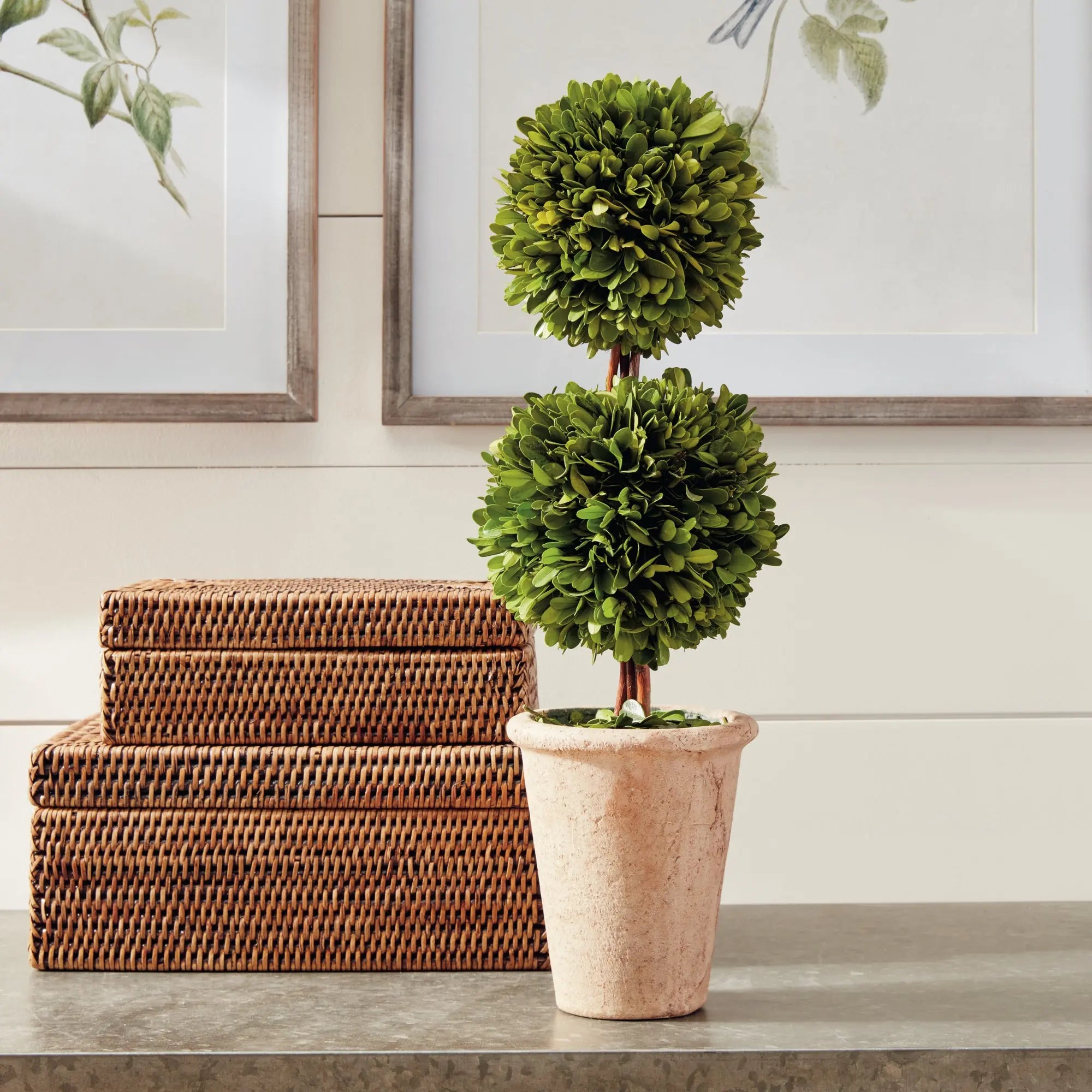 20-inch preserved boxwood double sphere topiary in terracotta pot