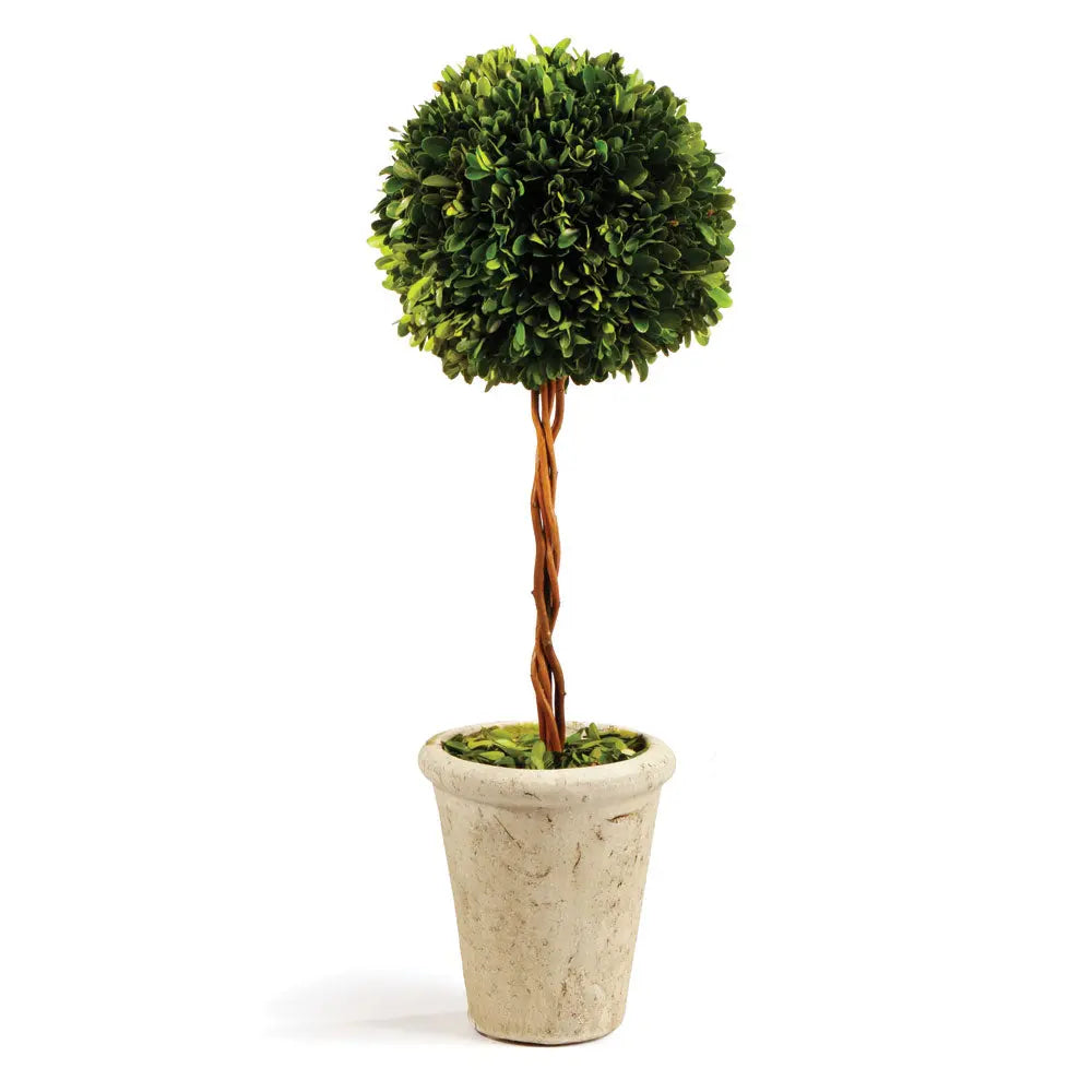 18.5-inch preserved boxwood topiary in terracotta pot