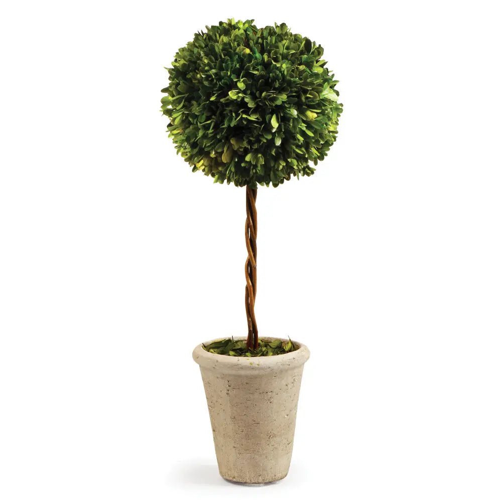 23.25-inch preserved boxwood topiary in terracotta pot