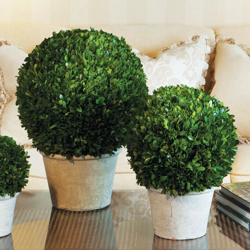 12-Inch Real Boxwood Topiary Arrangement