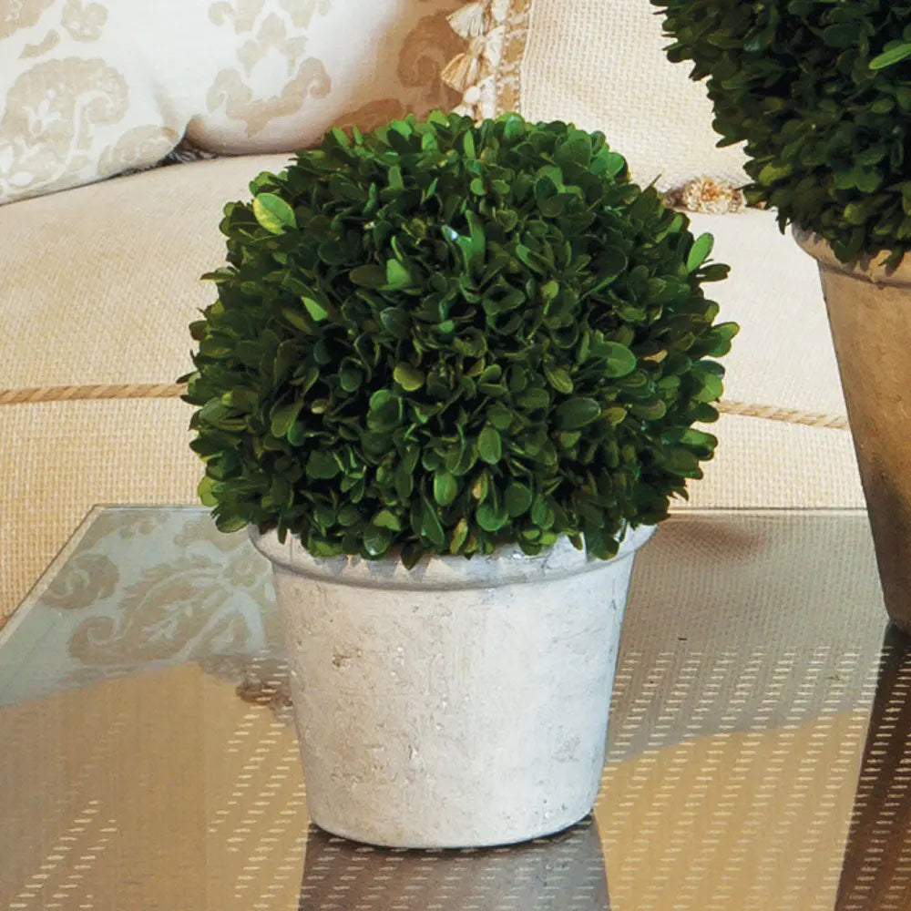 8-Inch Real Boxwood Topiary Arrangement