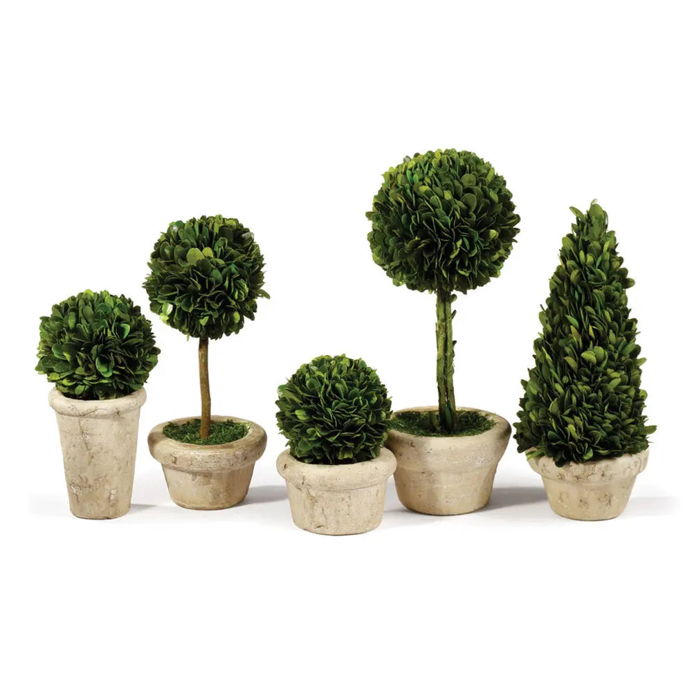 Preserved Boxwood Topiaries in Terracotta Pots - Set of 5 - Villa Decor & Design