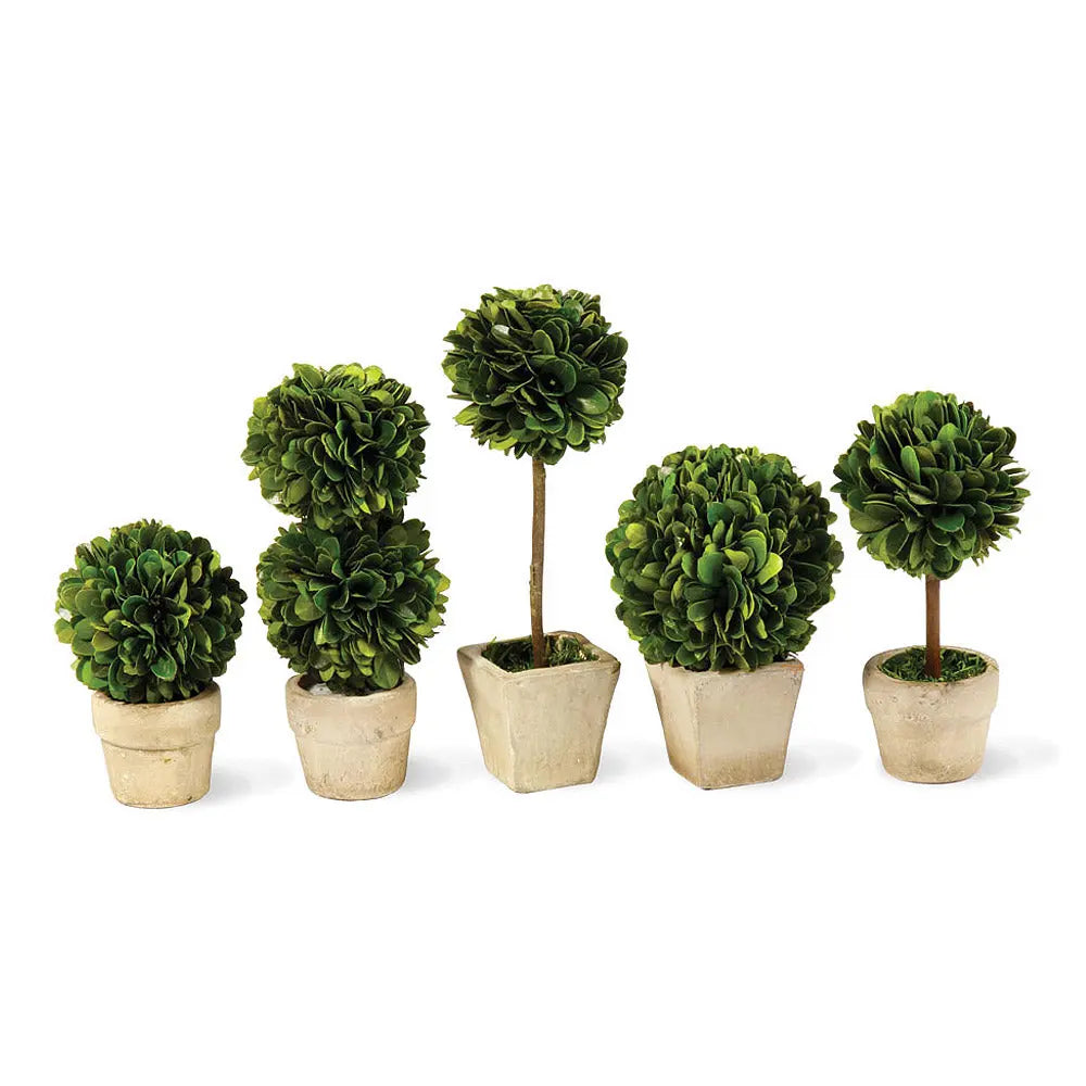 Set of 5 Mini Preserved Boxwood Topiaries