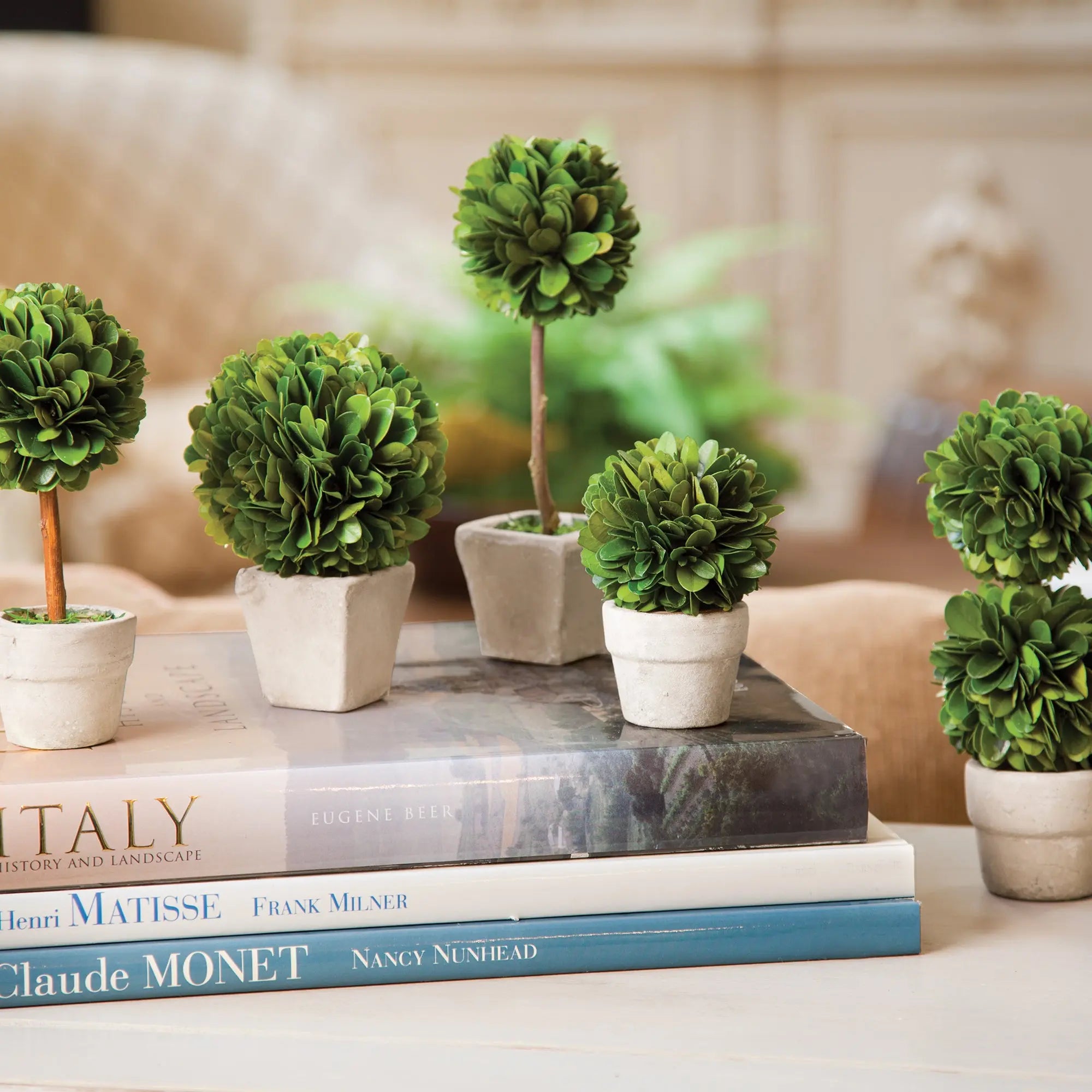 Set of 5 Mini Preserved Boxwood Topiaries