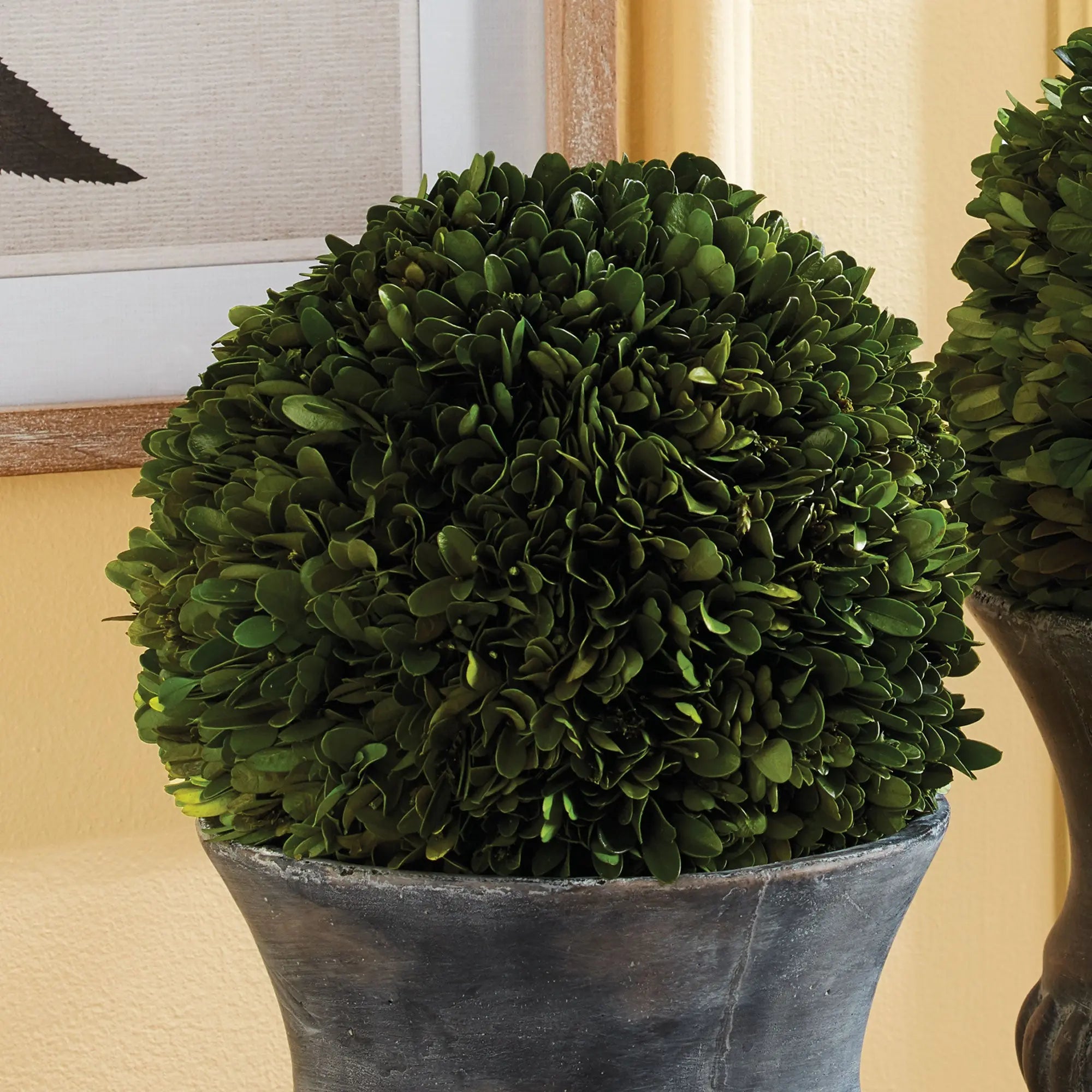 8-inch preserved boxwood ball β natural greenery sphere