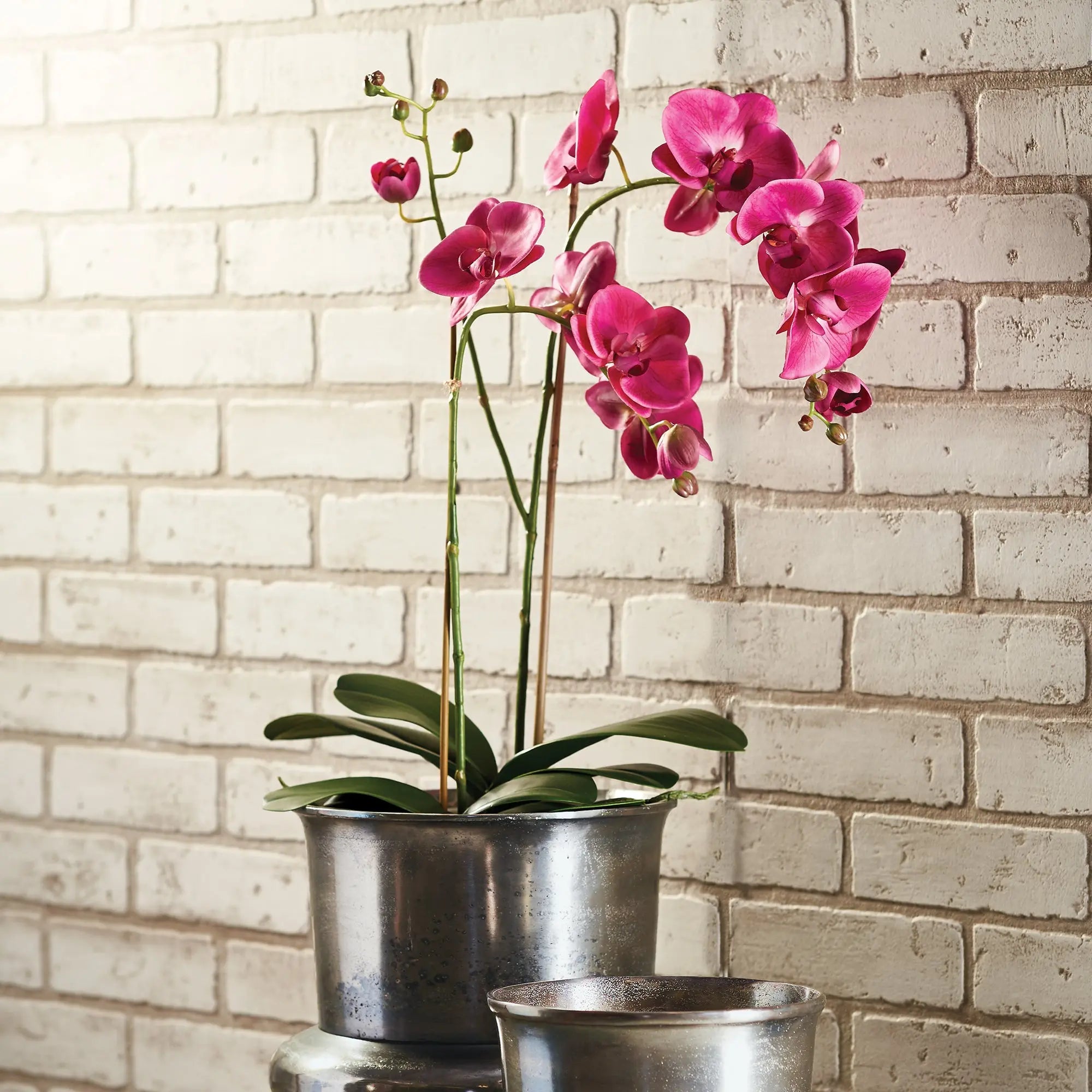 Phalaenopsis x2 DROP-IN 29"