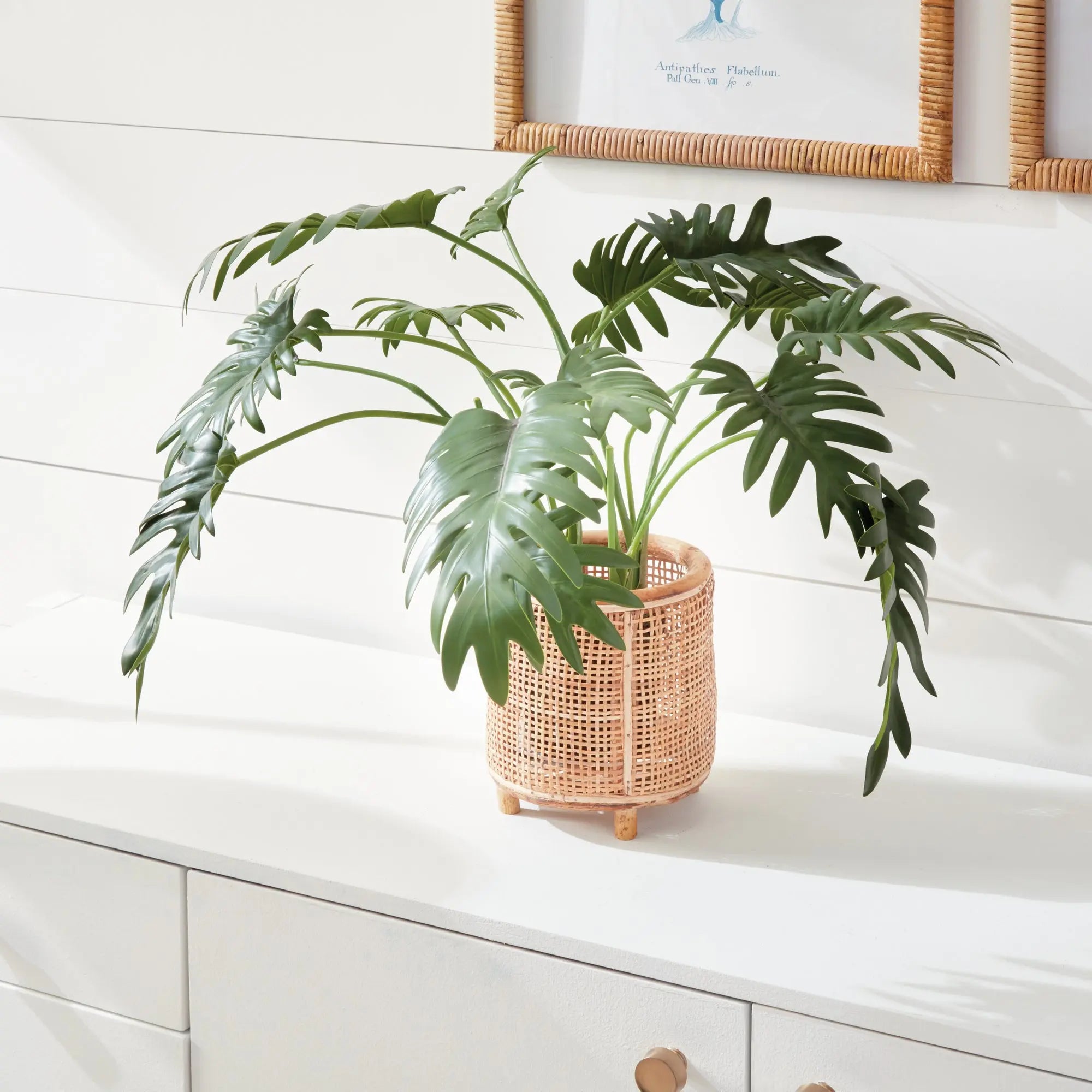 SPLIT LEAF SELLOUM DROP-IN 22.5" Villa Decor & Design