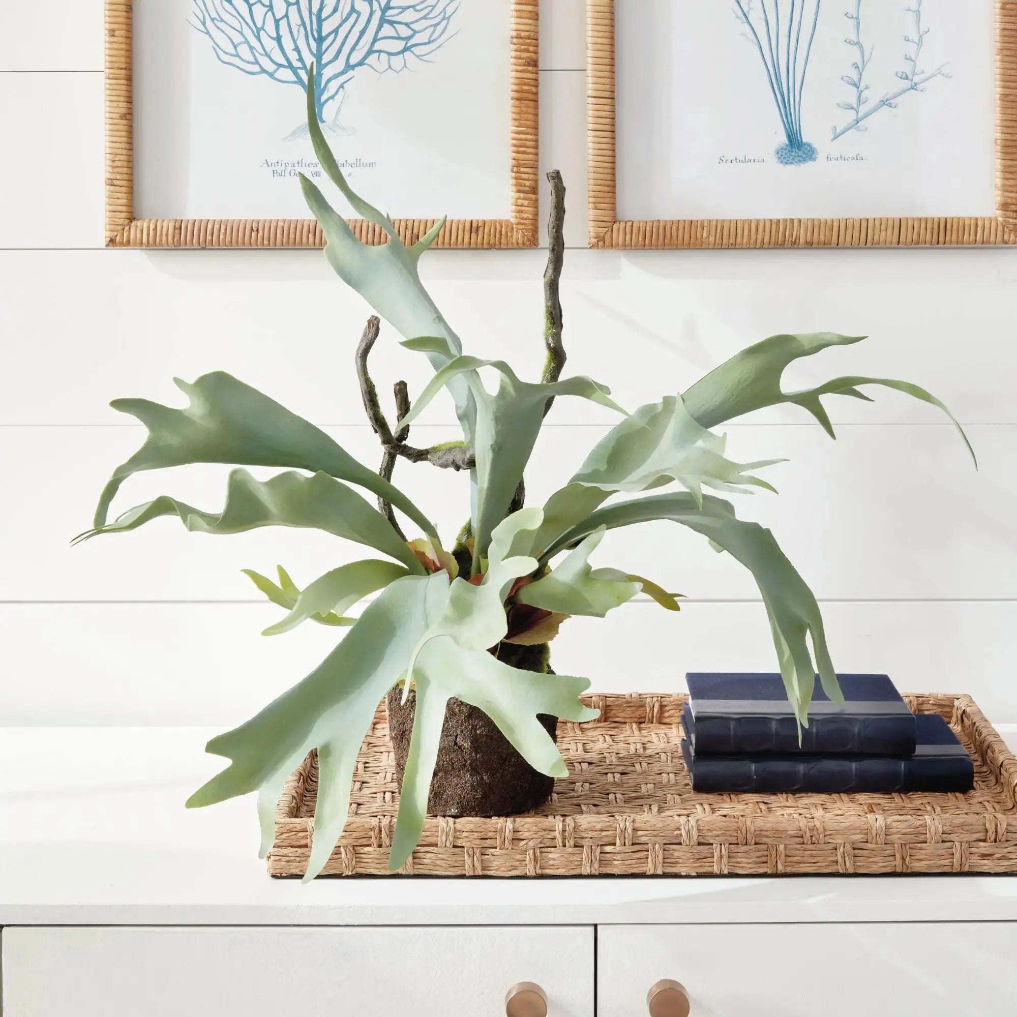 STAGHORN FERN DROP-IN 22" Villa Decor & Design