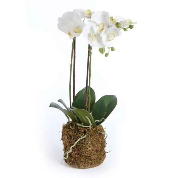 Phalaenopsis DROP-IN 23"
