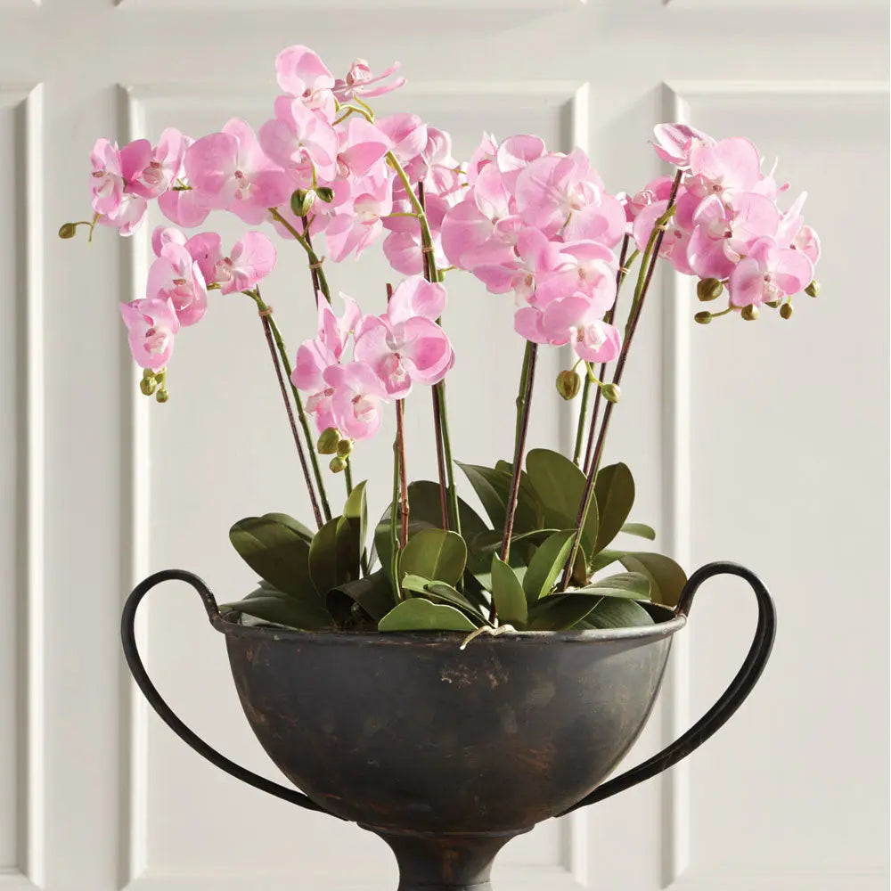 Phalaenopsis Orchid Drop-in 30"