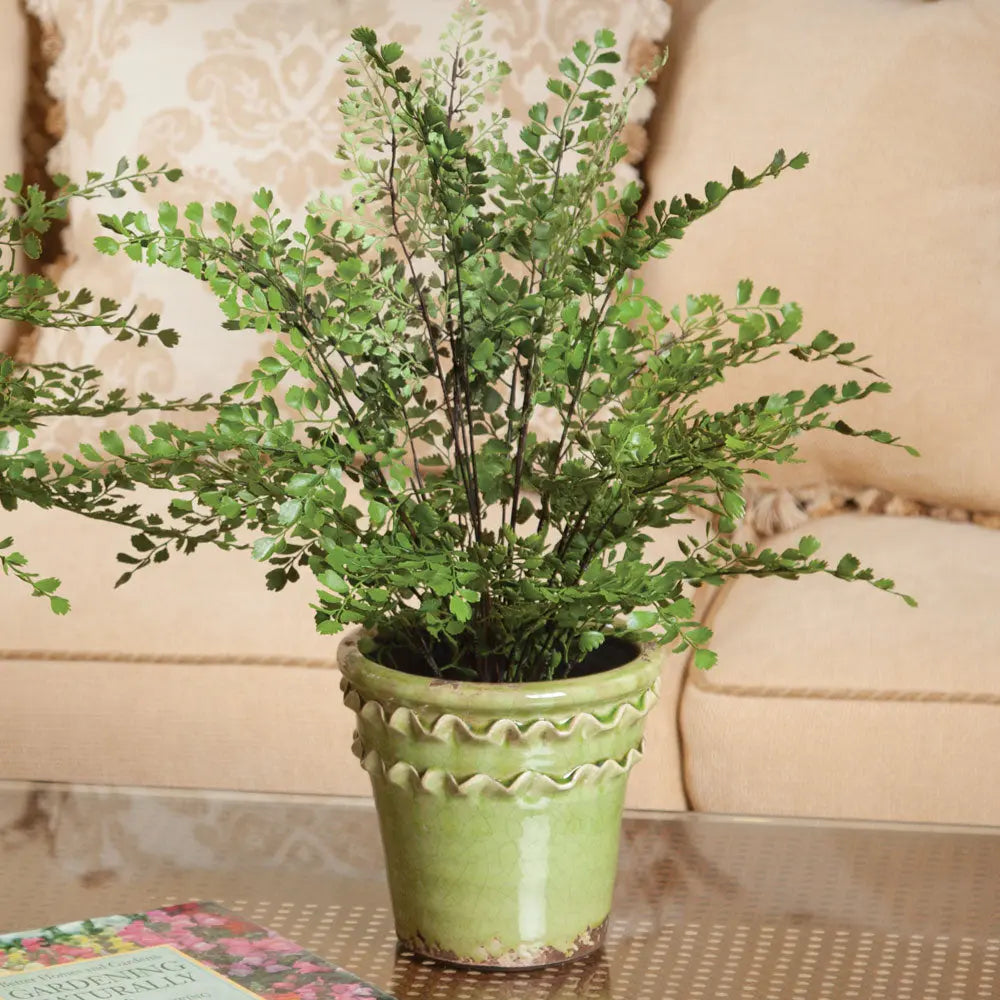 Realistic 18-inch Maidenhair Fern drop-in faux plant with natural green leaves and root ball