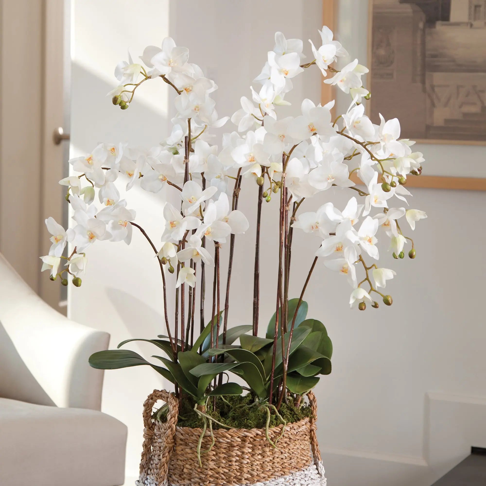 PHALAENOPSIS ORCHID DROP-IN 36" Villa Decor & Design