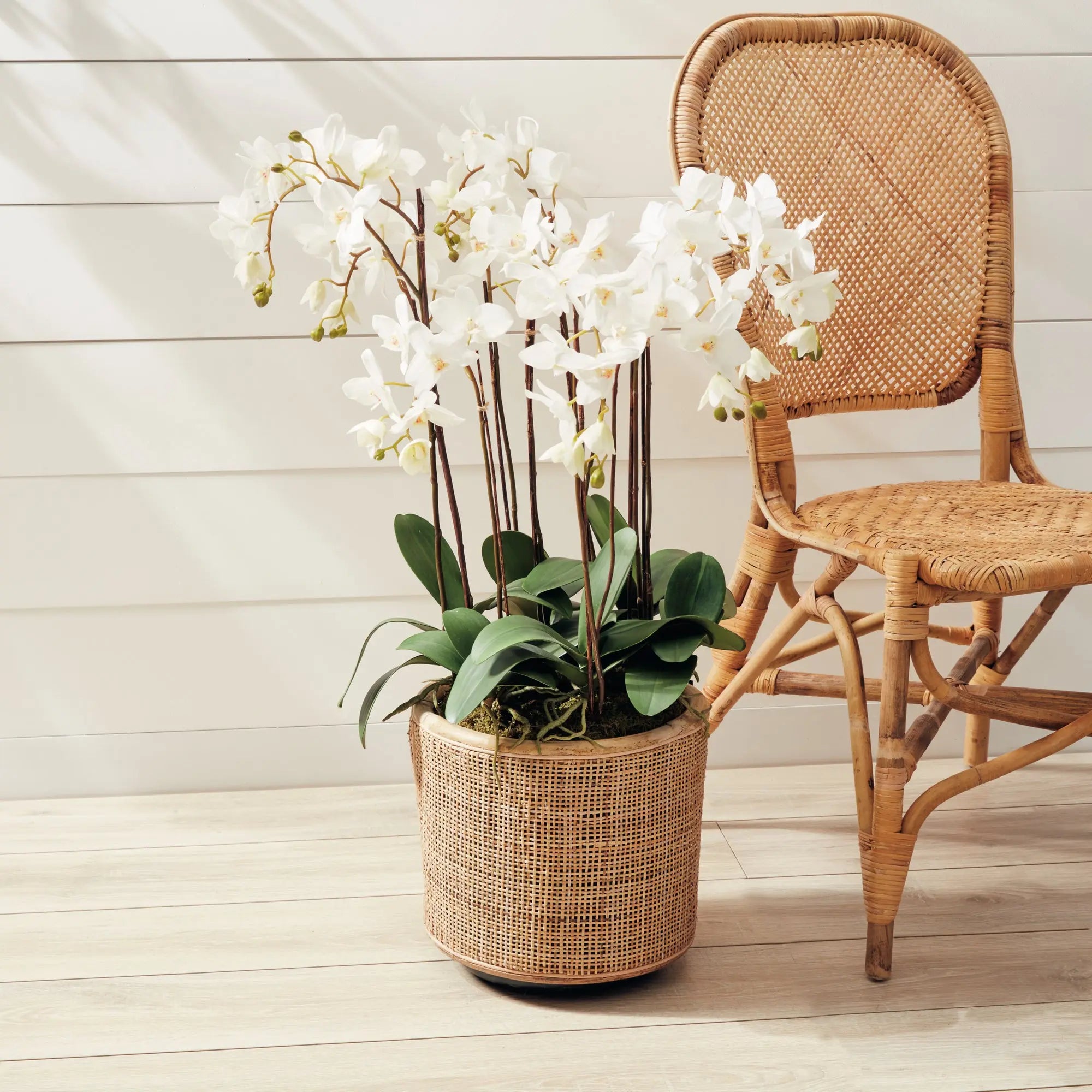 PHALAENOPSIS ORCHID DROP-IN 36" Villa Decor & Design
