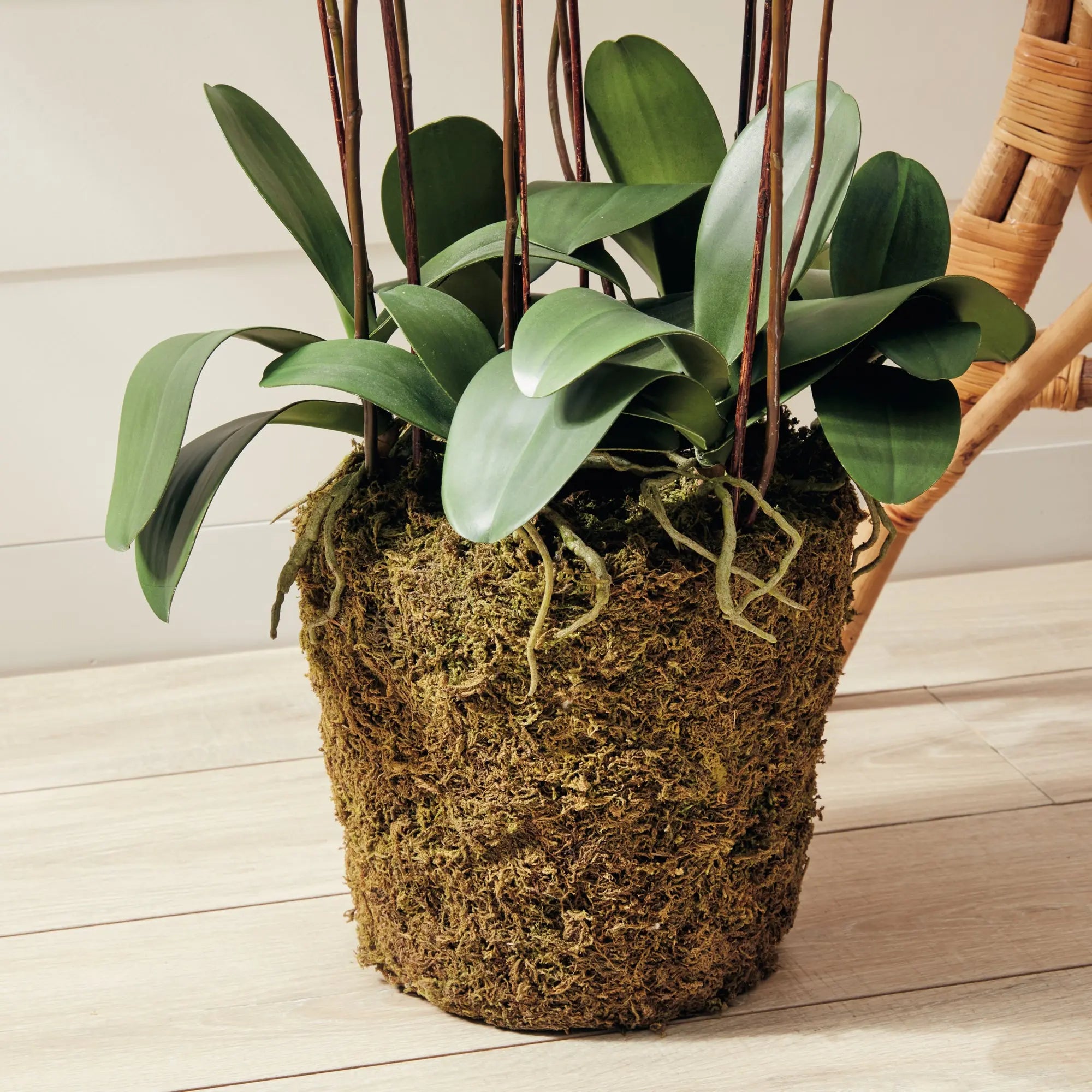 PHALAENOPSIS ORCHID DROP-IN 36" Villa Decor & Design