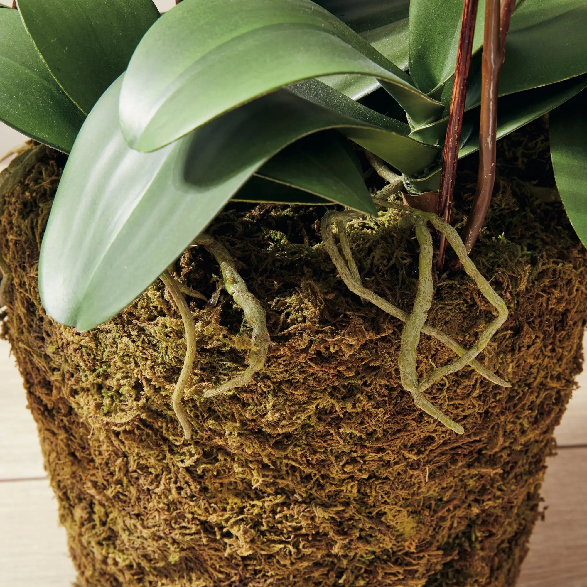 PHALAENOPSIS ORCHID DROP-IN 36" Villa Decor & Design