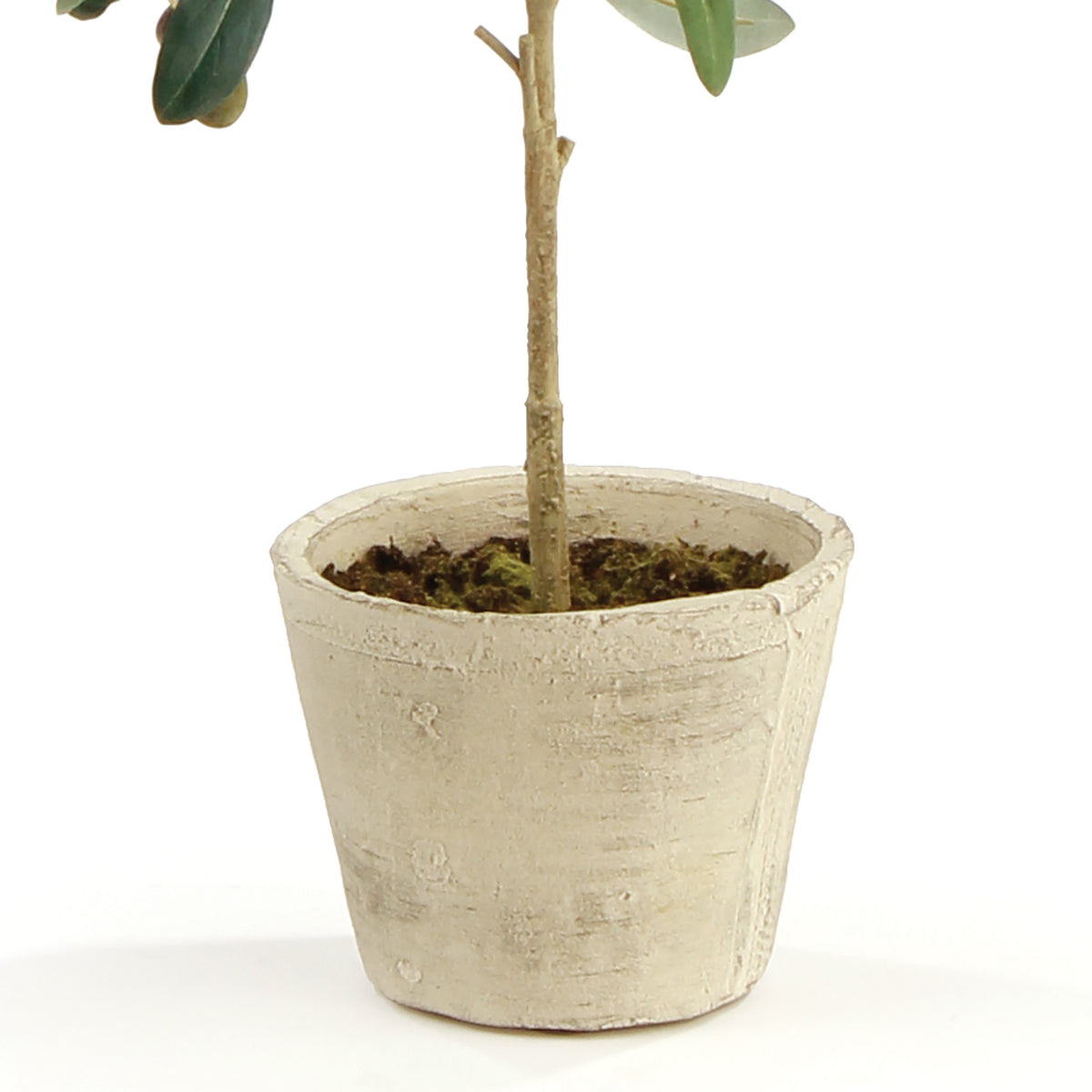Olive Tree with Fruit in Pot 19.5"