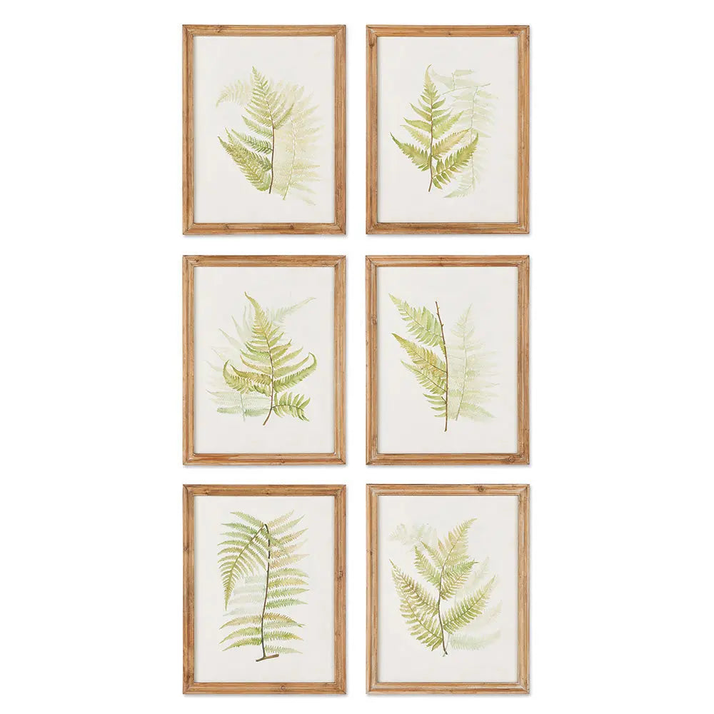 Set of six framed watercolor fern prints