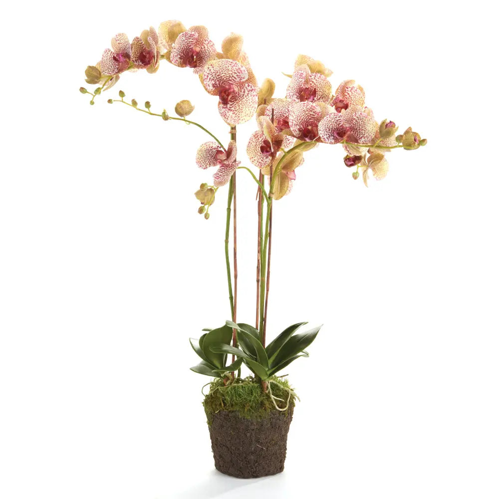 PHALAENOPSIS ORCHID DROP-IN 32" Villa Decor & Design