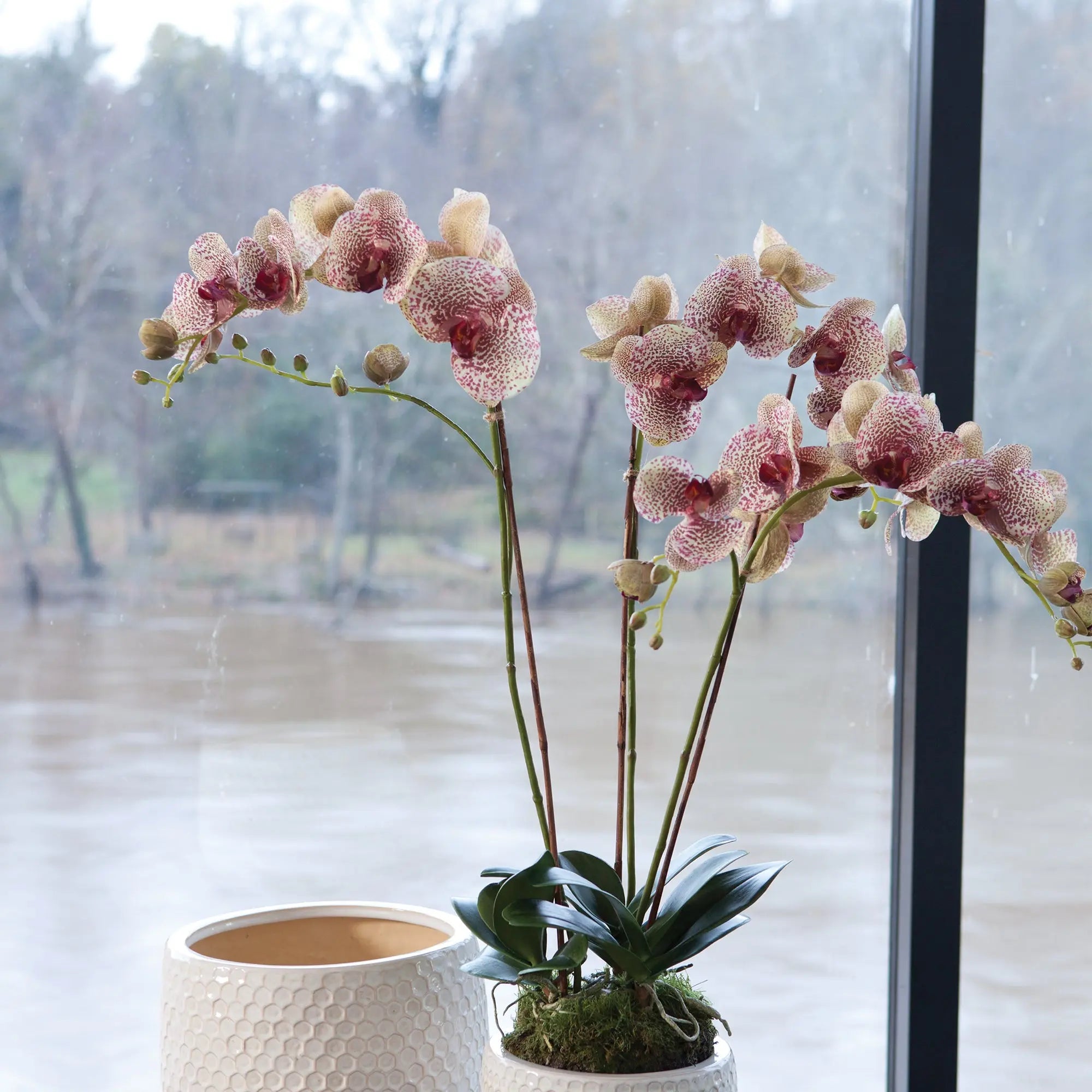 PHALAENOPSIS ORCHID DROP-IN 32" Villa Decor & Design