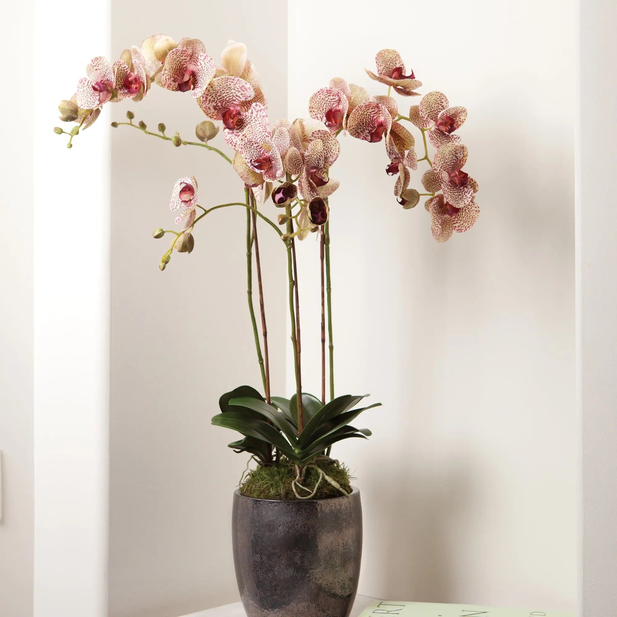 PHALAENOPSIS ORCHID DROP-IN 32" Villa Decor & Design