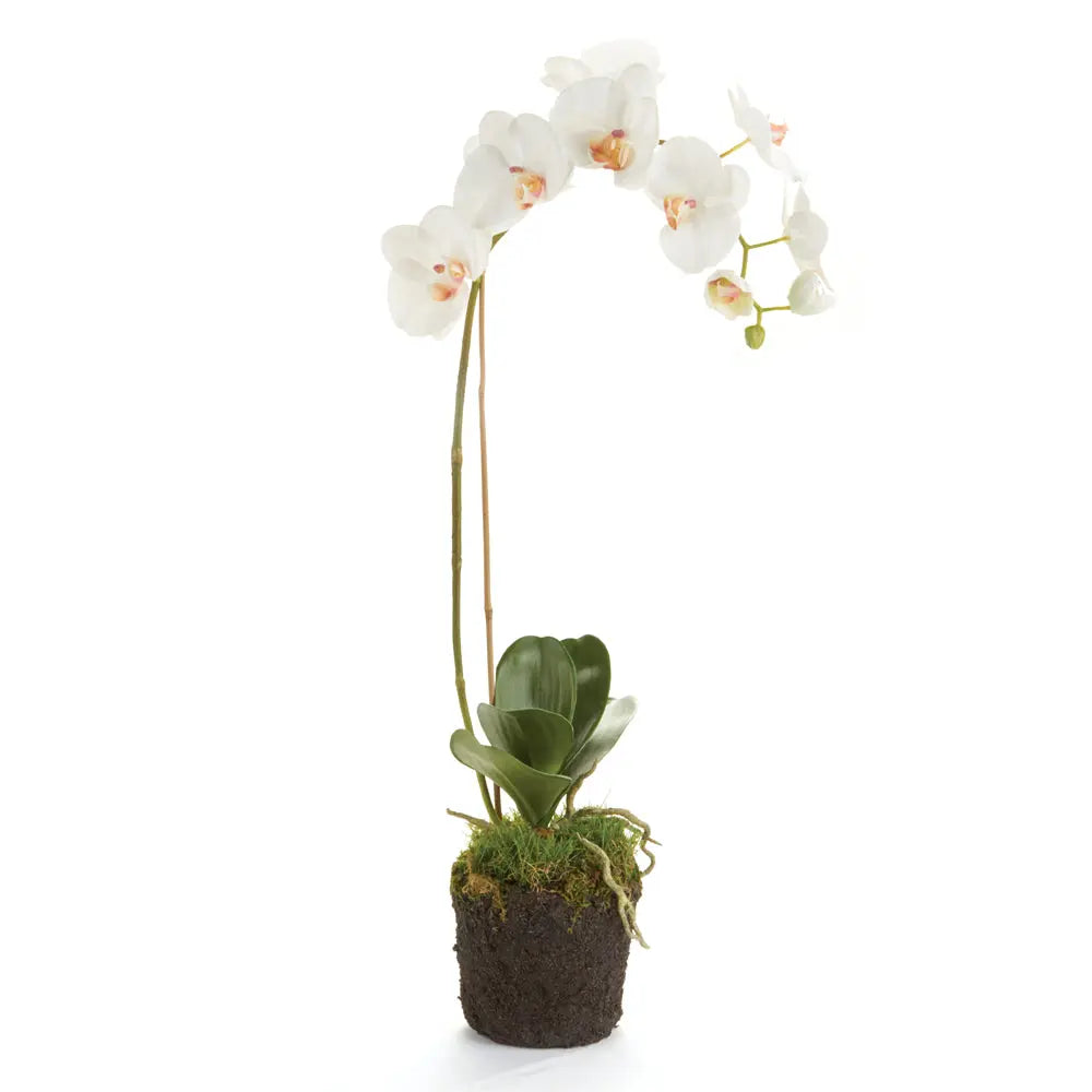 Realistic 26-inch white Phalaenopsis orchid drop-in with root ball for indoor décor