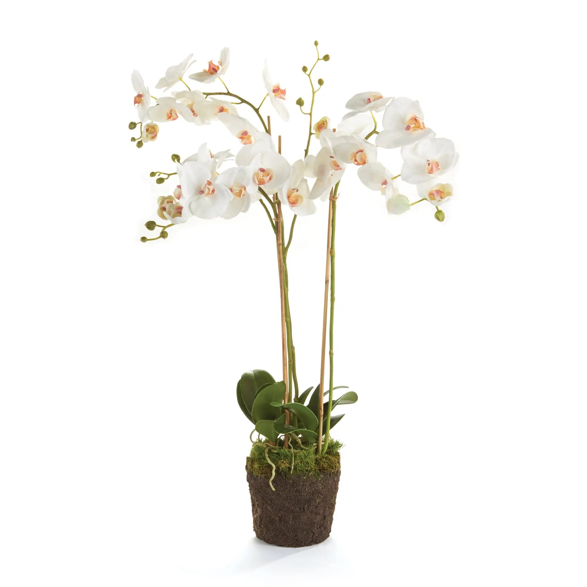 PHALAENOPSIS ORCHID DROP-IN 31" Villa Decor & Design