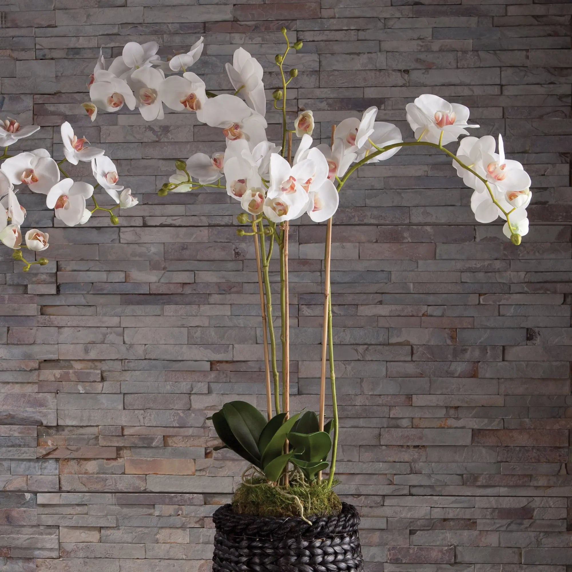 PHALAENOPSIS ORCHID DROP-IN 31" Villa Decor & Design