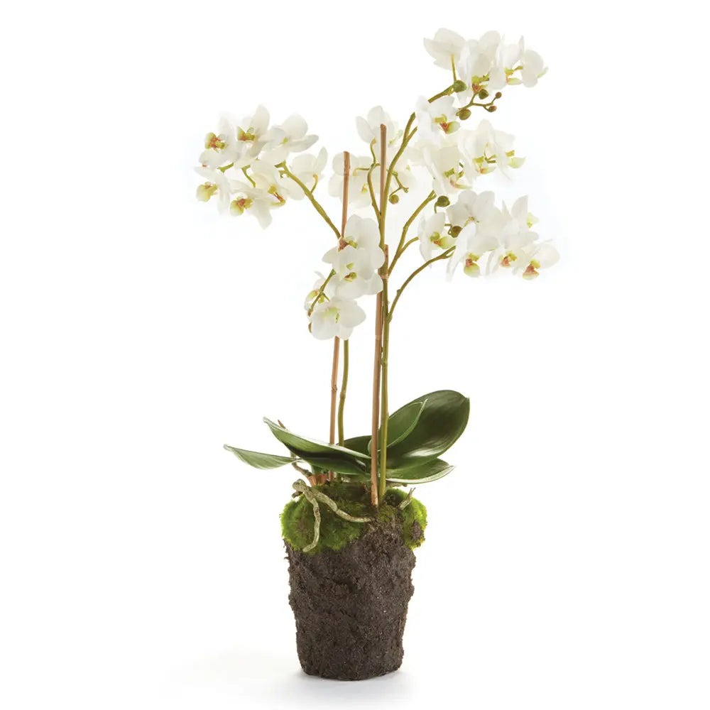 PHALAENOPSIS ORCHID DROP-IN 20" Villa Decor & Design