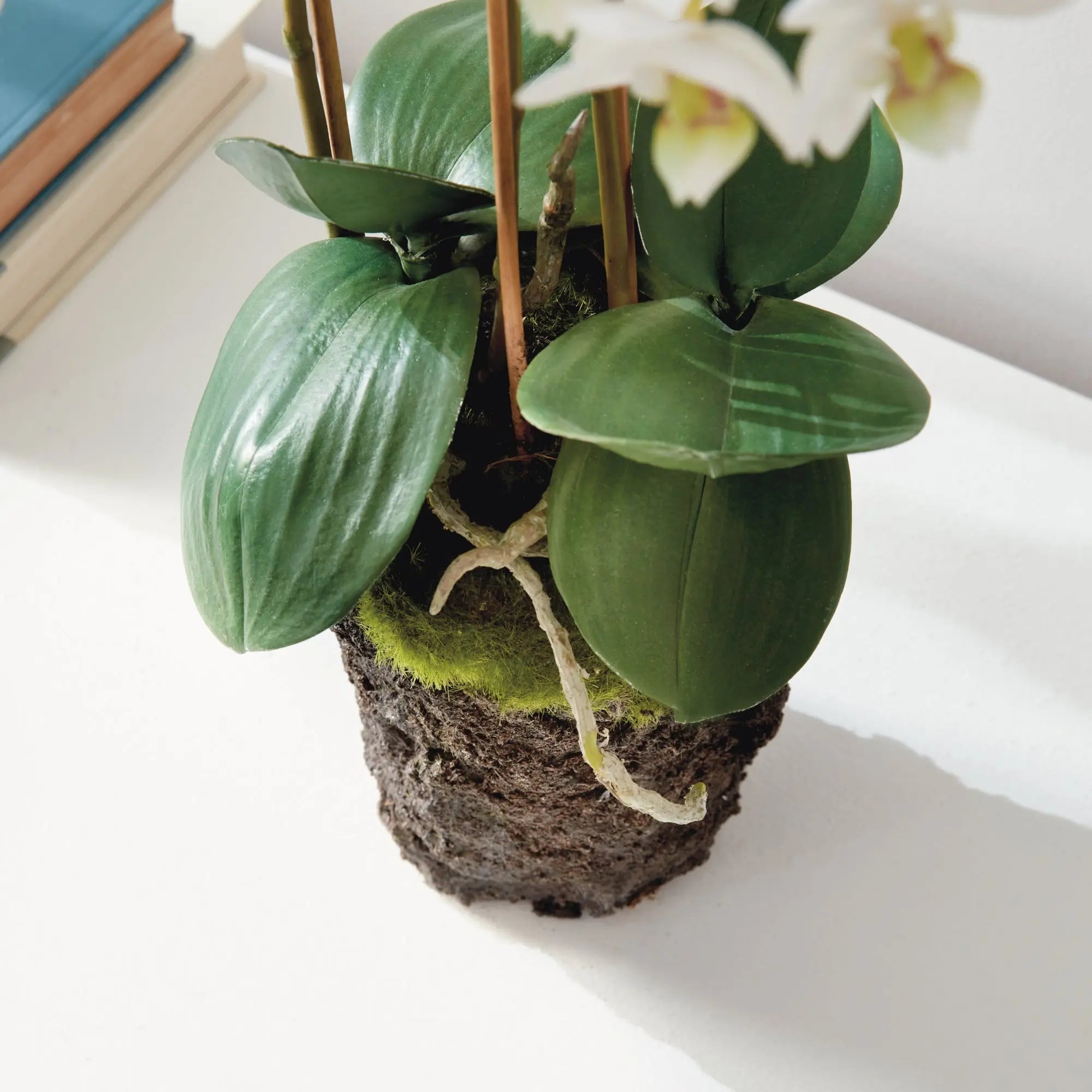PHALAENOPSIS ORCHID DROP-IN 20" Villa Decor & Design
