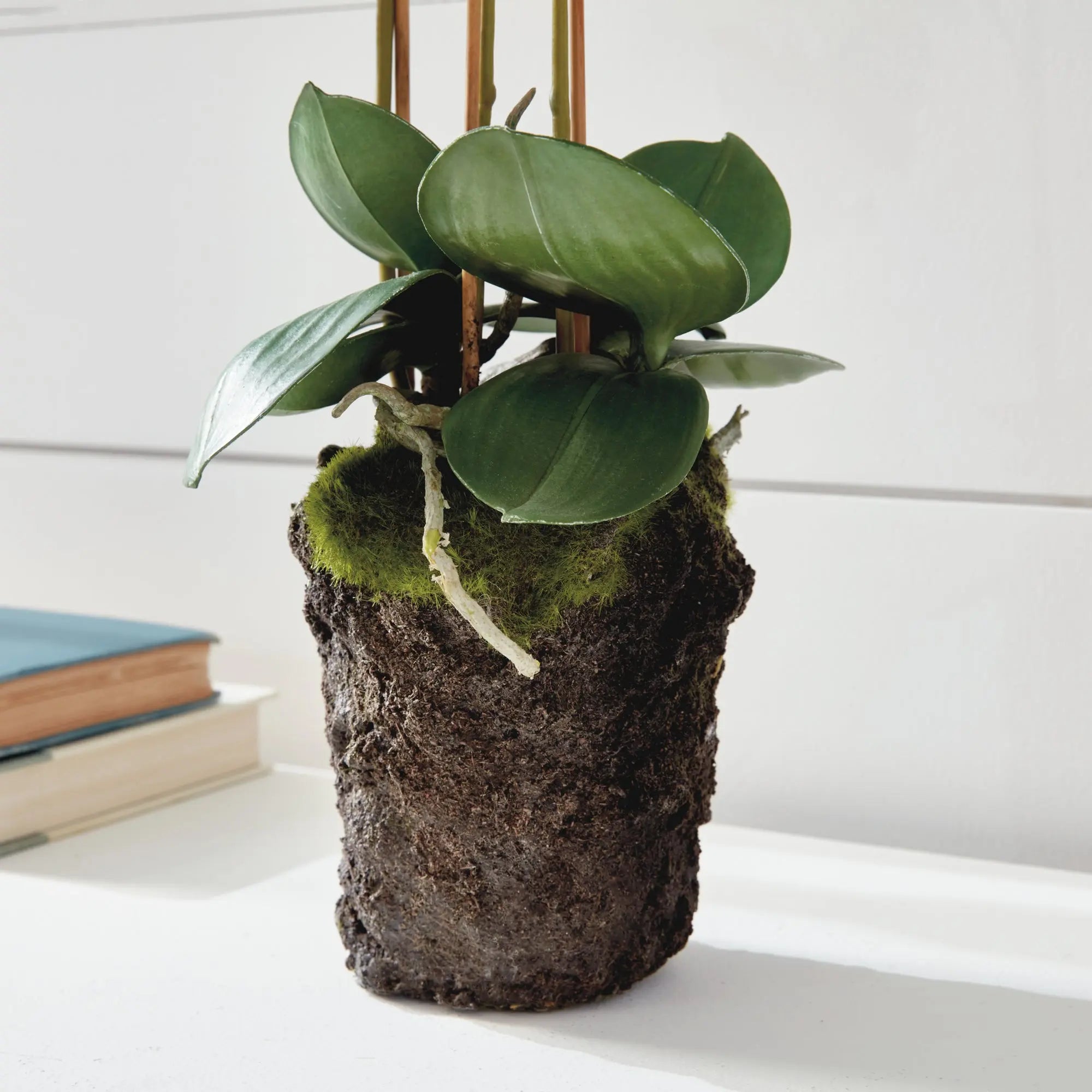 PHALAENOPSIS ORCHID DROP-IN 20" Villa Decor & Design