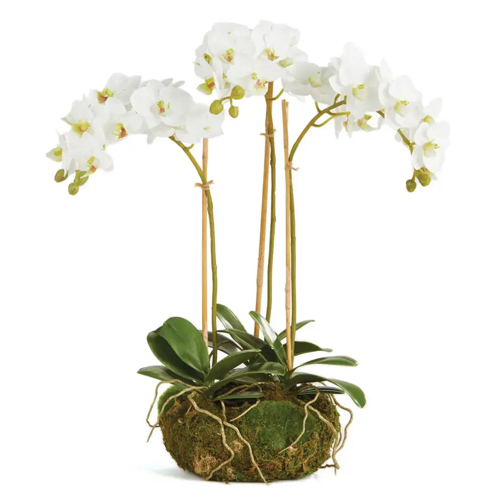PHALAENOPSIS ORCHID MINI GARDEN DROP-IN 16" Villa Decor & Design