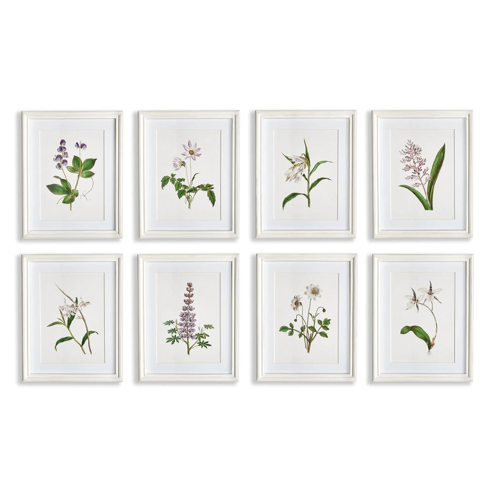 Set of 8 framed lavender botanical prints