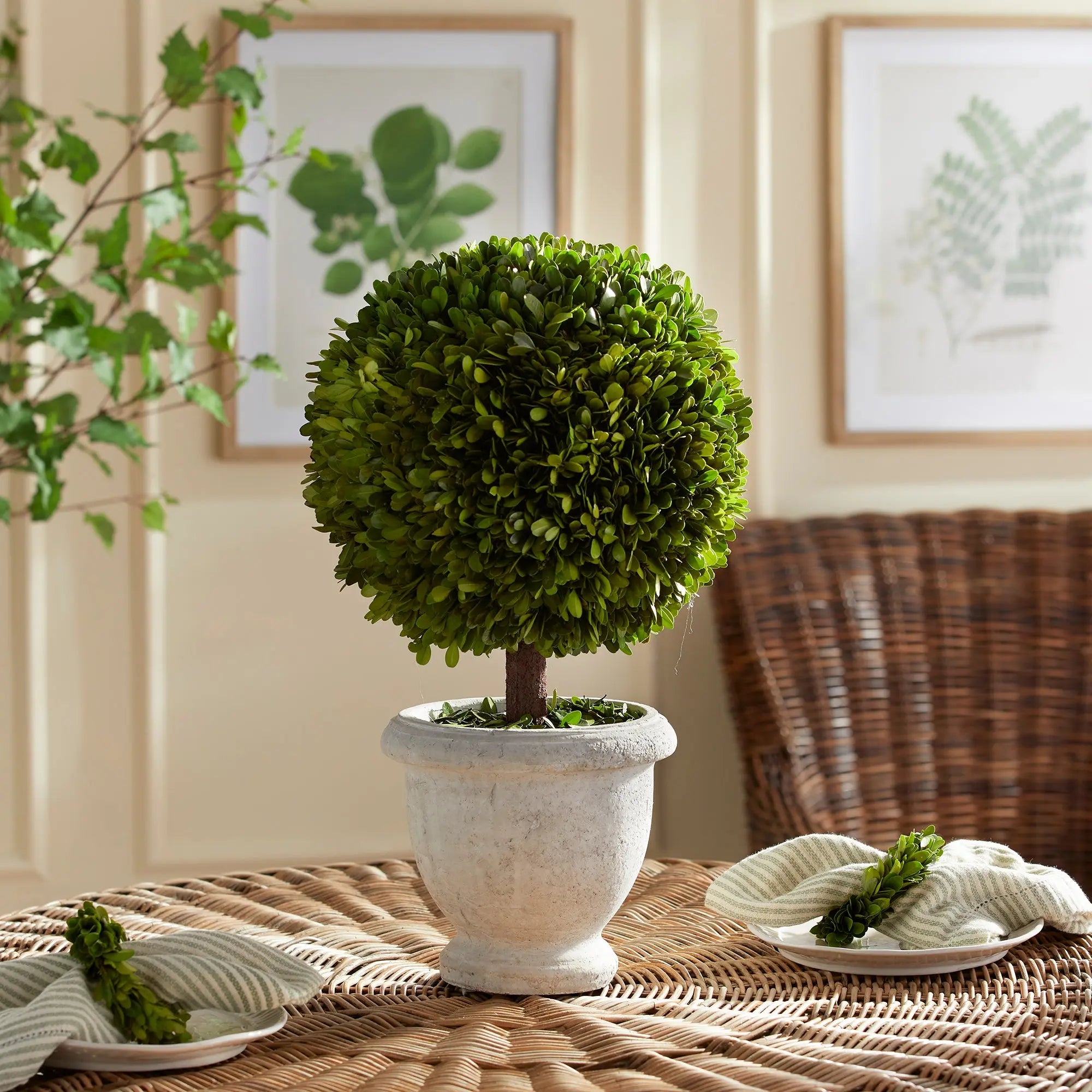 Boxwood Single 11" Ball Topiary in Pot