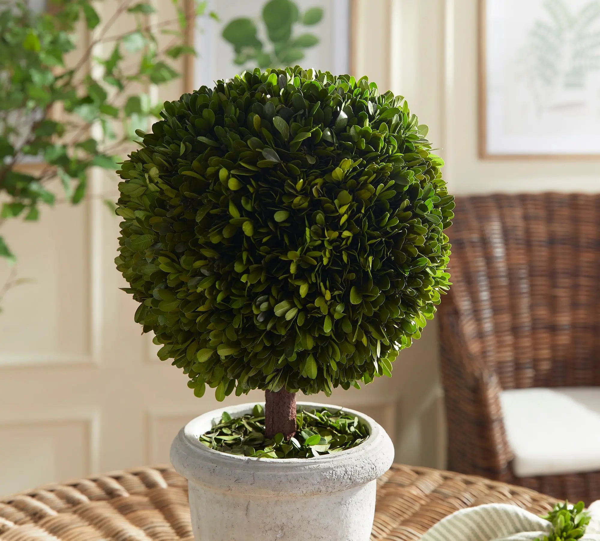 Boxwood Single 11" Ball Topiary in Pot