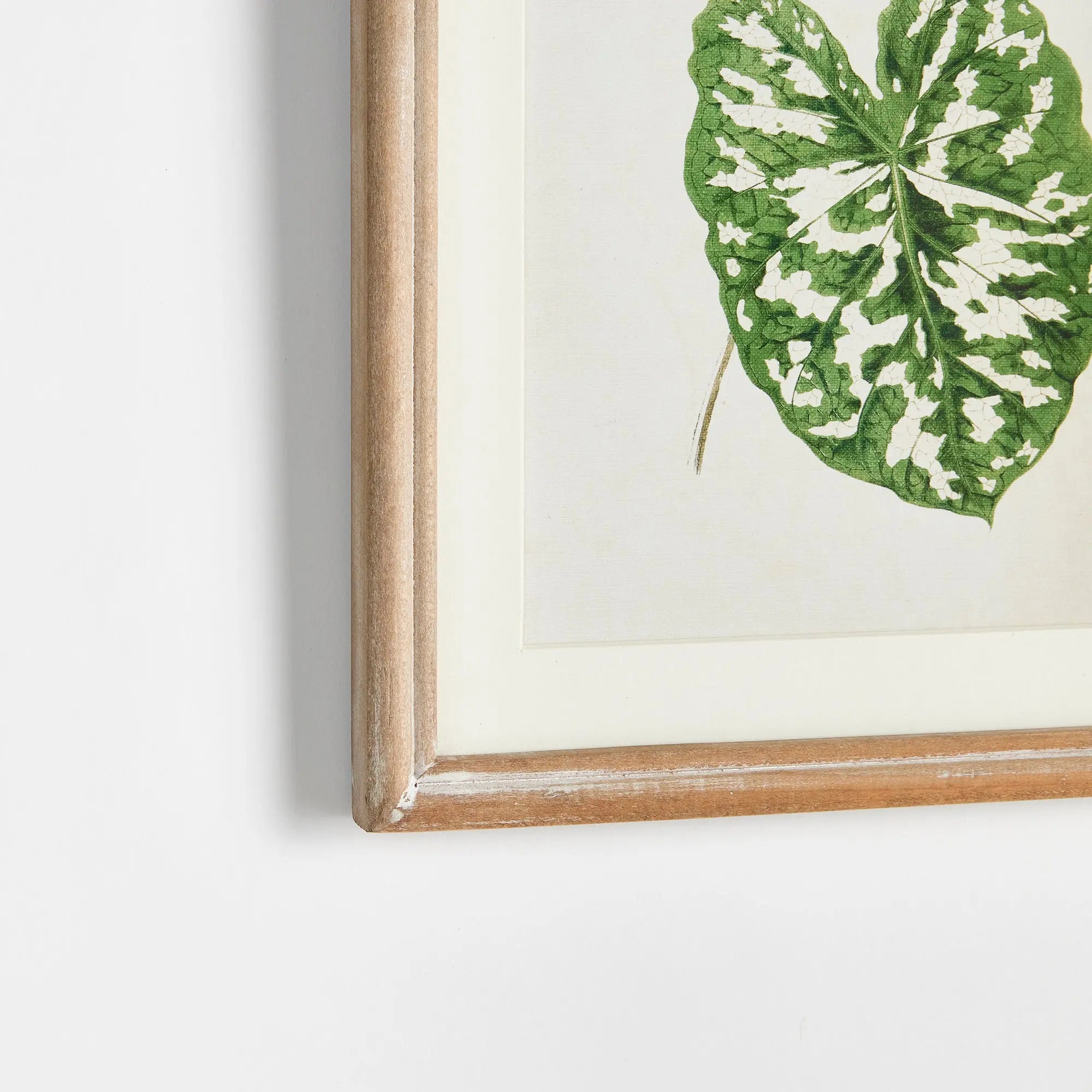 LEAF CUTTINGS PETITE PRINTS, SET OF 3 Villa Decor & Design