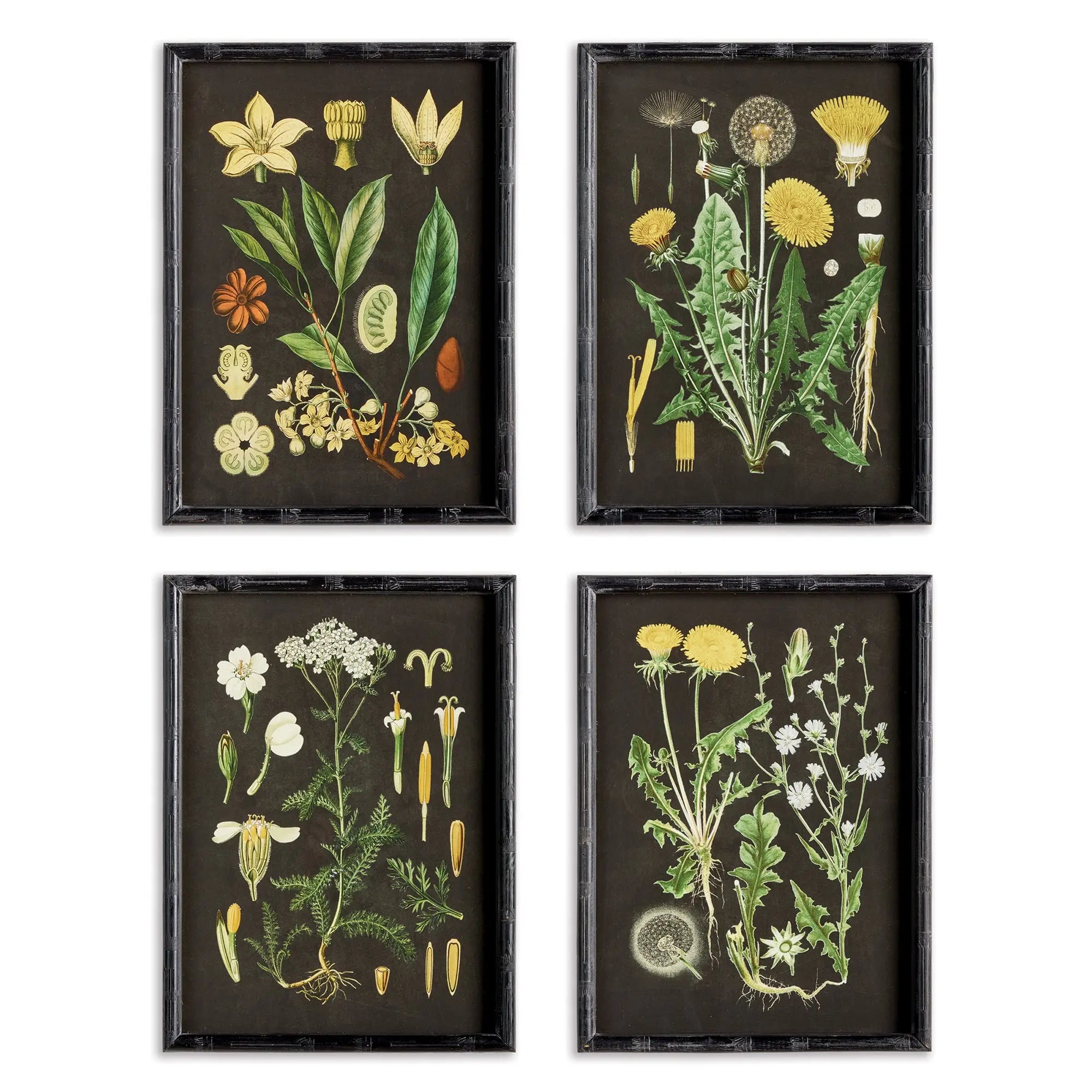 GOLDEN BOTANICAL STUDY, SET OF 4 Villa Decor & Design