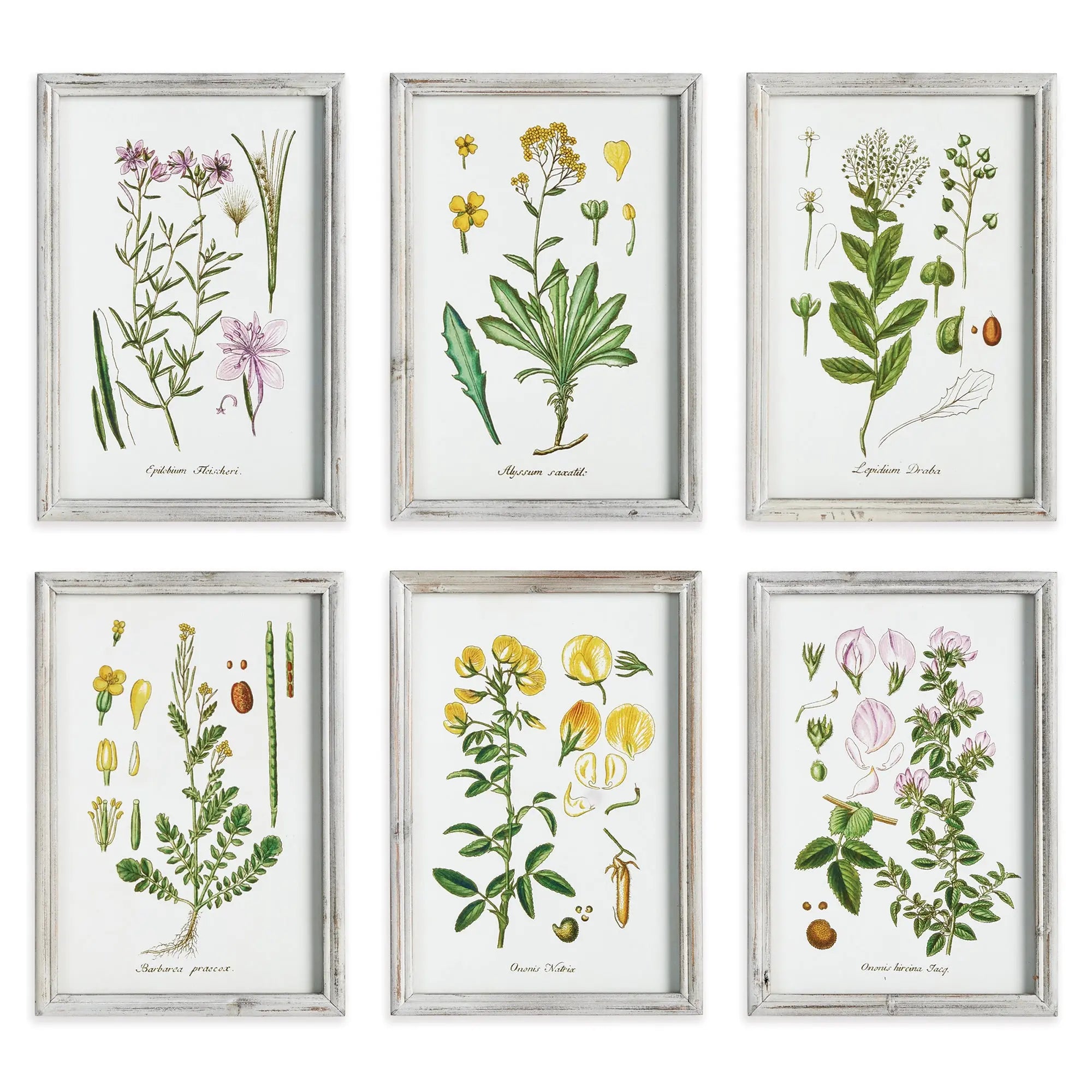 PERENNIAL BOTANICAL STUDY, SET OF 6 Villa Decor & Design