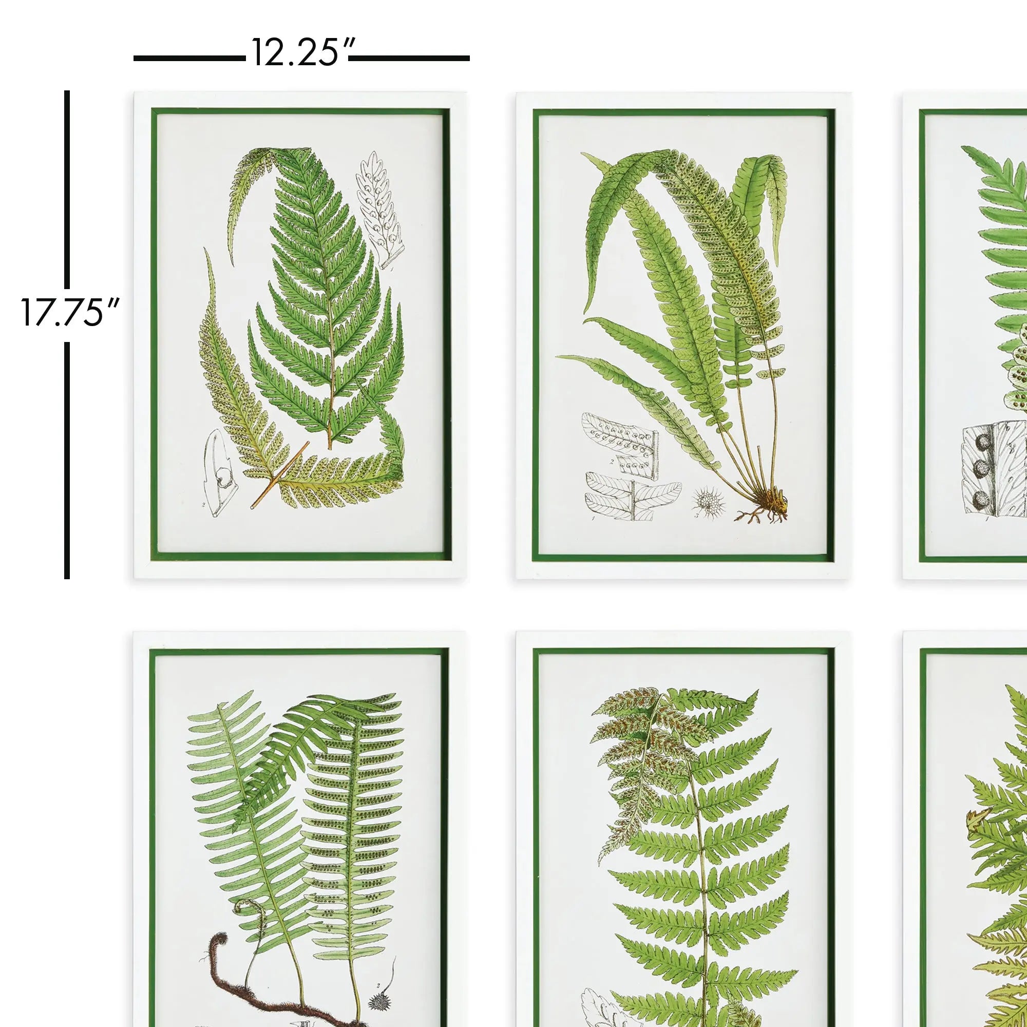 LAYERED FERN PRINTS, SET OF 6 Villa Decor & Design