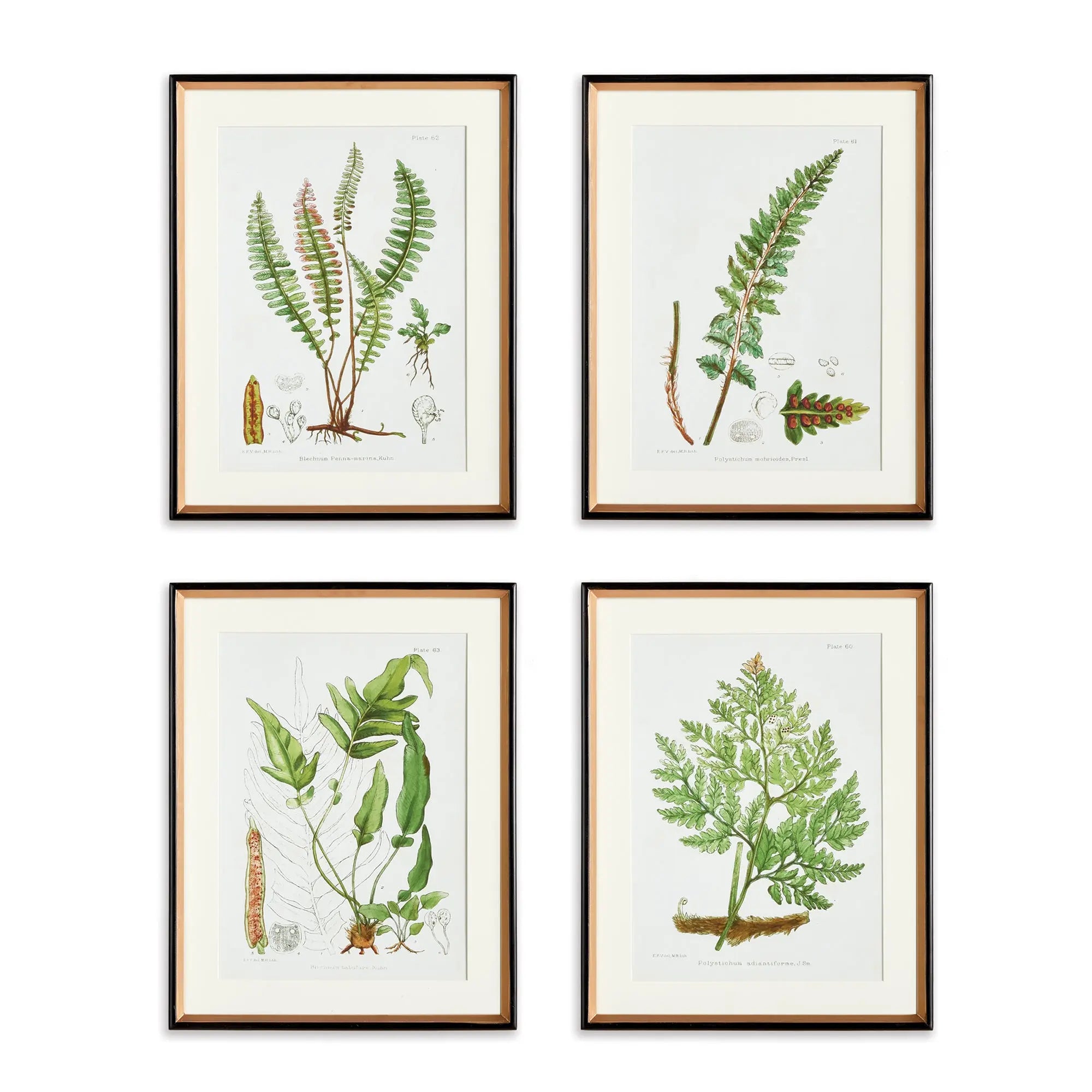STRUCTURAL FERN STUDY, SET OF 4 Villa Decor & Design