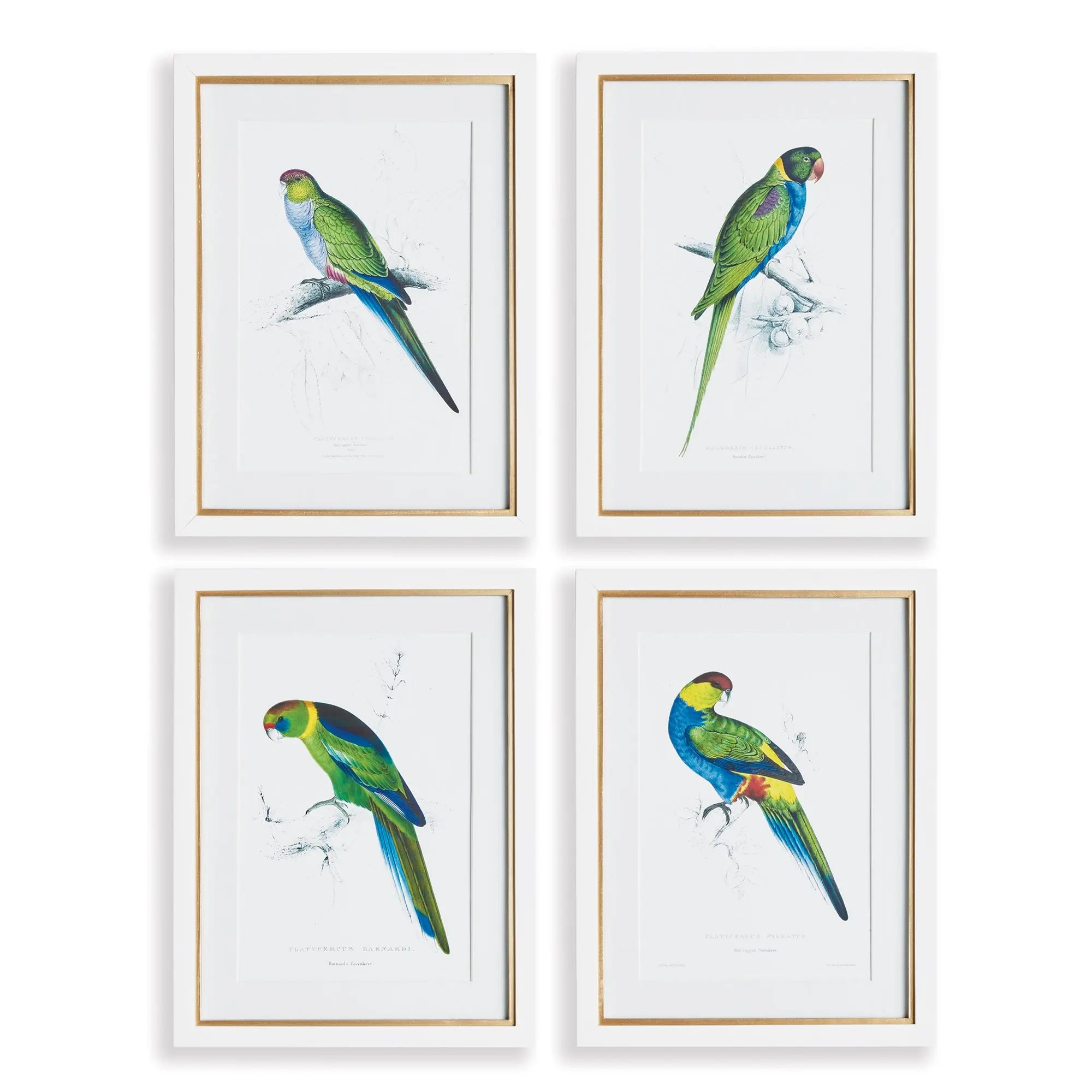 COLORFUL PARROT PRINTS, SET OF 4 Villa Decor & Design