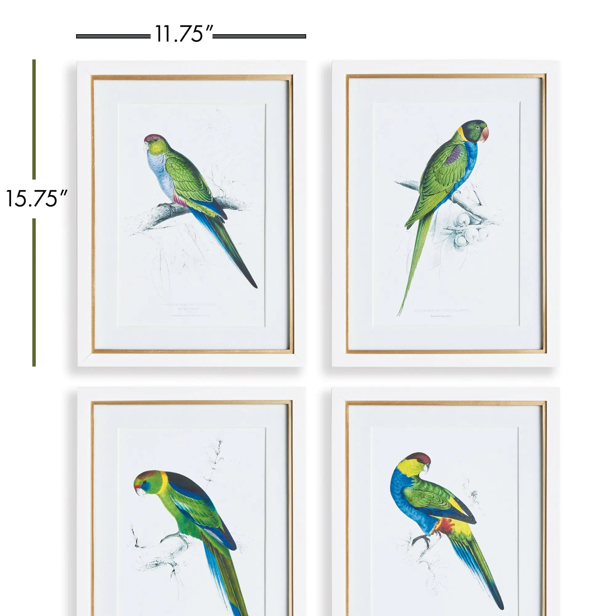 COLORFUL PARROT PRINTS, SET OF 4 Villa Decor & Design
