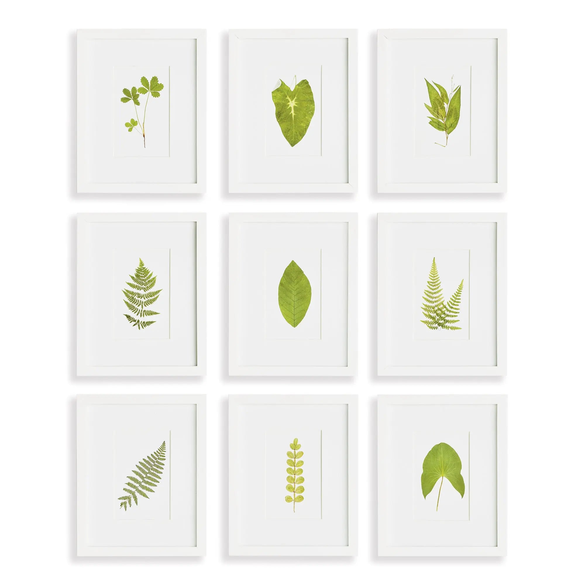 GREEN LEAF PETITE PRINTS, SET OF 9 Napa Home & Garden