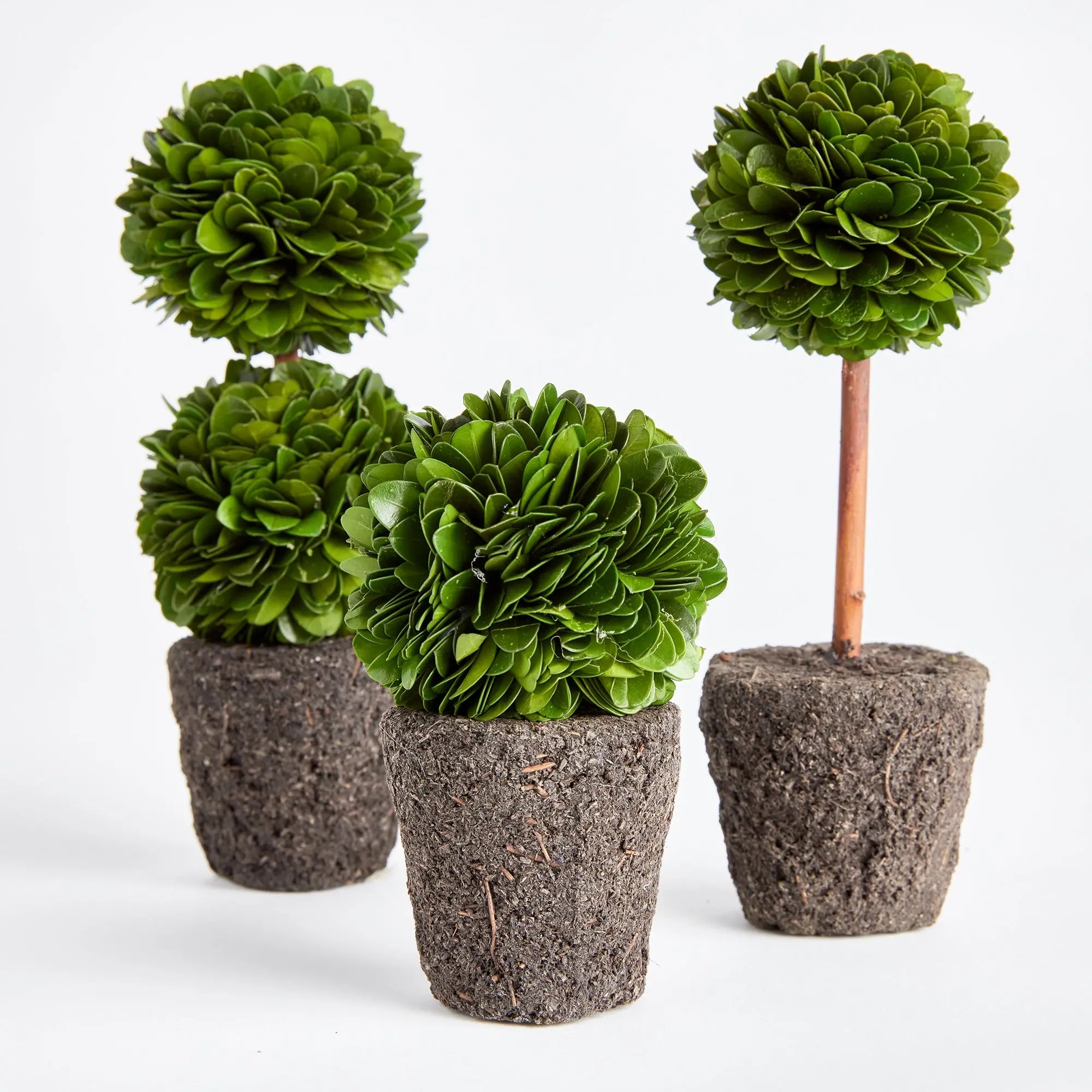 BOXWOOD MINI TOPIARY DROP-INS, SET OF 3 Villa Decor & Design