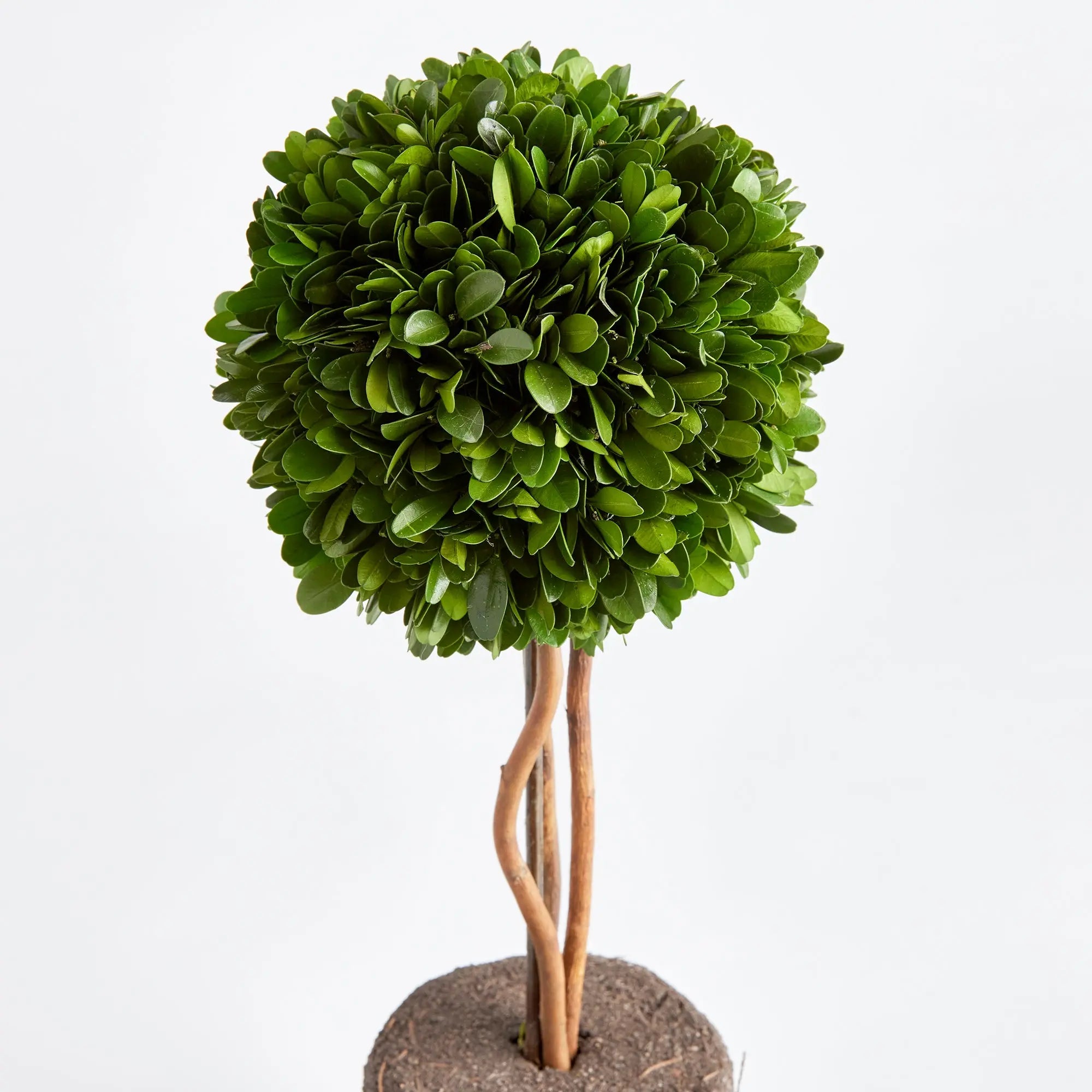 Preserved Boxwood Topiary Drop-In – 16" Single Sphere - Villa Decor & Design