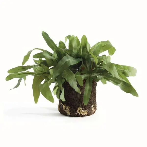 Echeveria Fern Drop-In - Realistic 11.5" or 13.5" Faux Fern - Villa Decor & Design