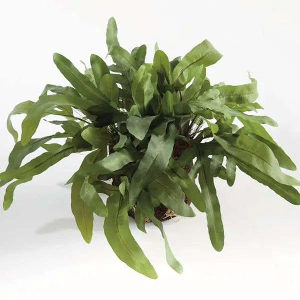 Echeveria Fern Drop-In - Realistic 11.5" or 13.5" Faux Fern - Villa Decor & Design
