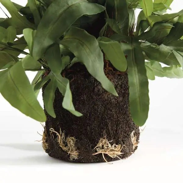 Echeveria Fern Drop-In - Realistic 11.5" or 13.5" Faux Fern - Villa Decor & Design